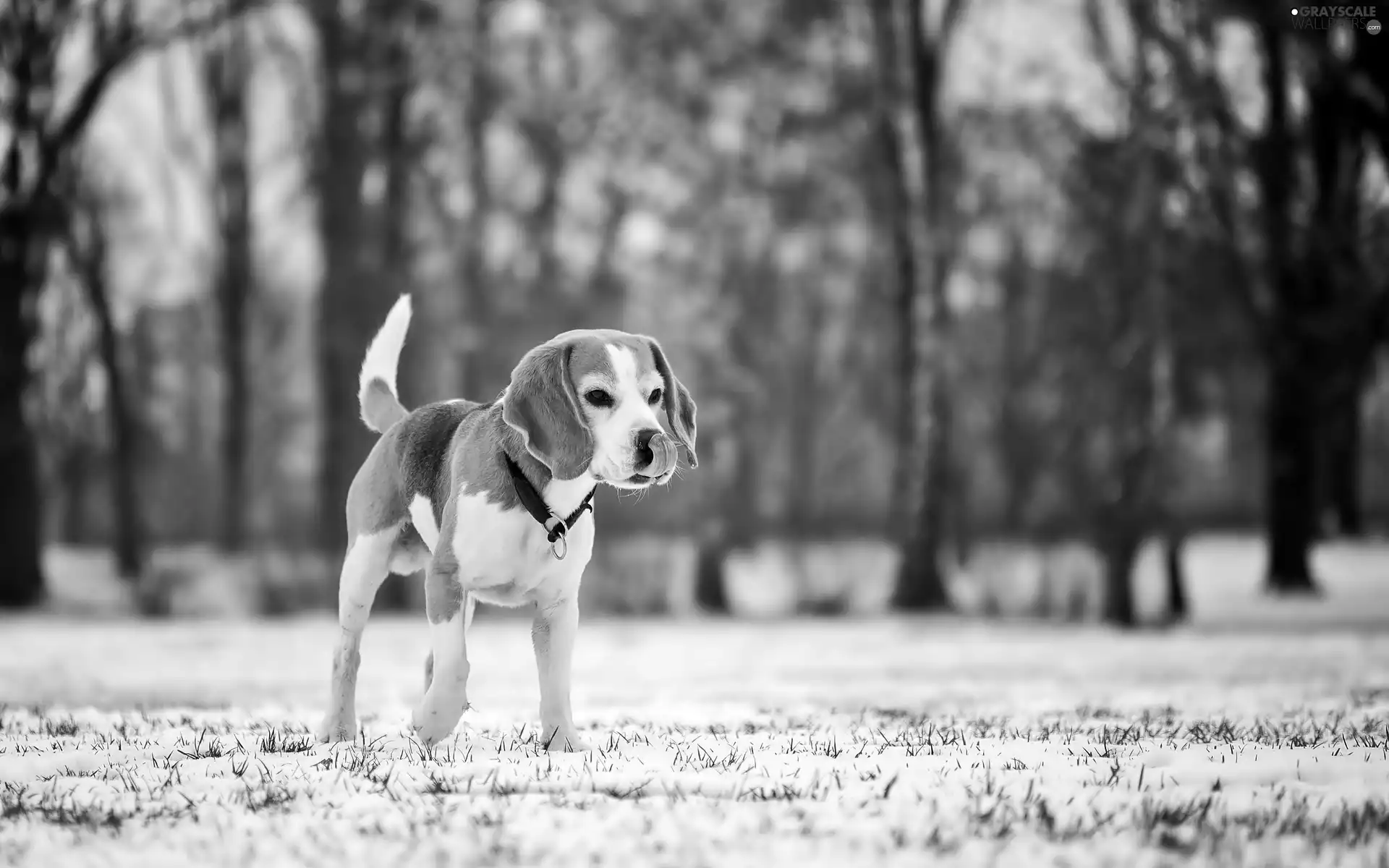 winter, blur, trees, viewes, Beagle