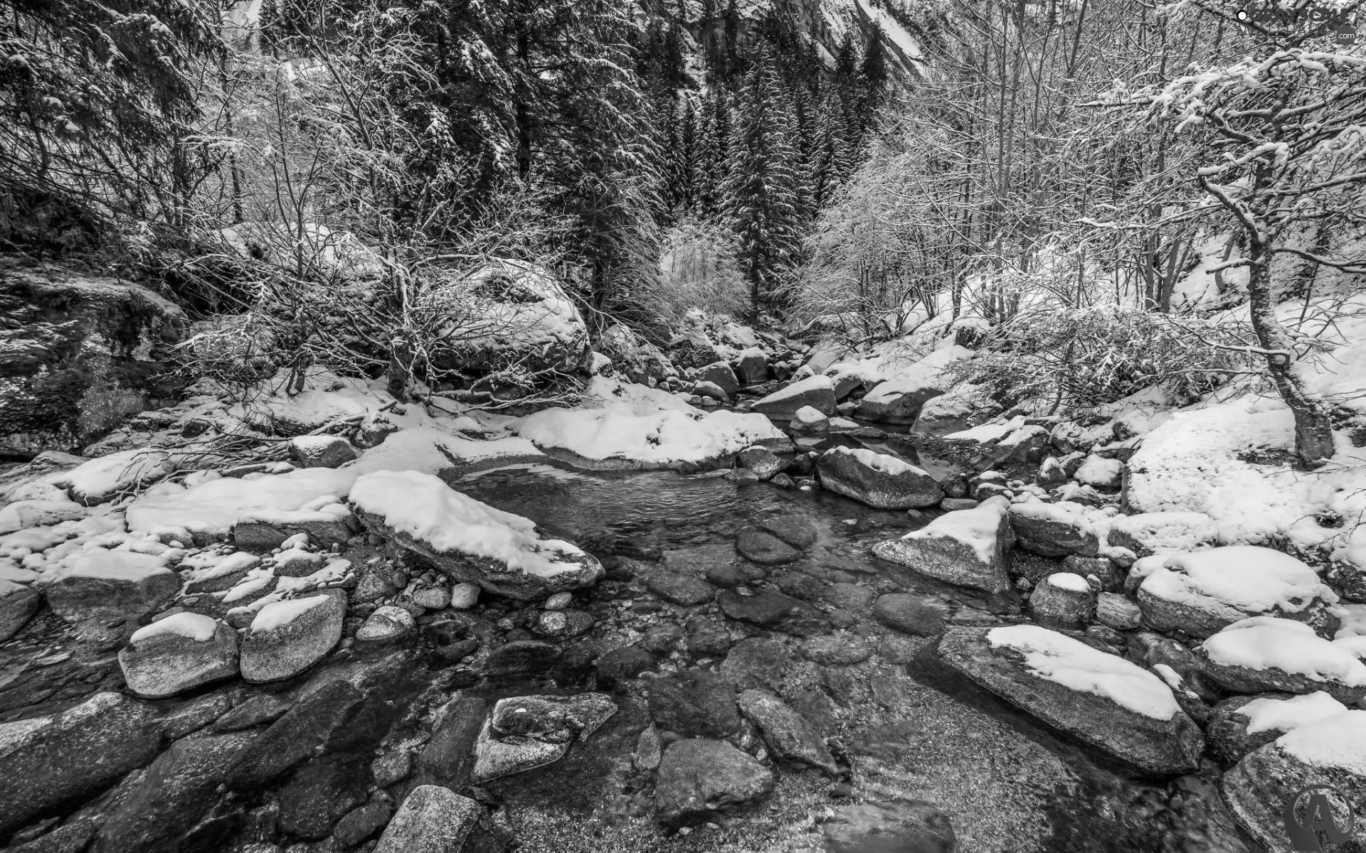 brook, forest, winter, Stones