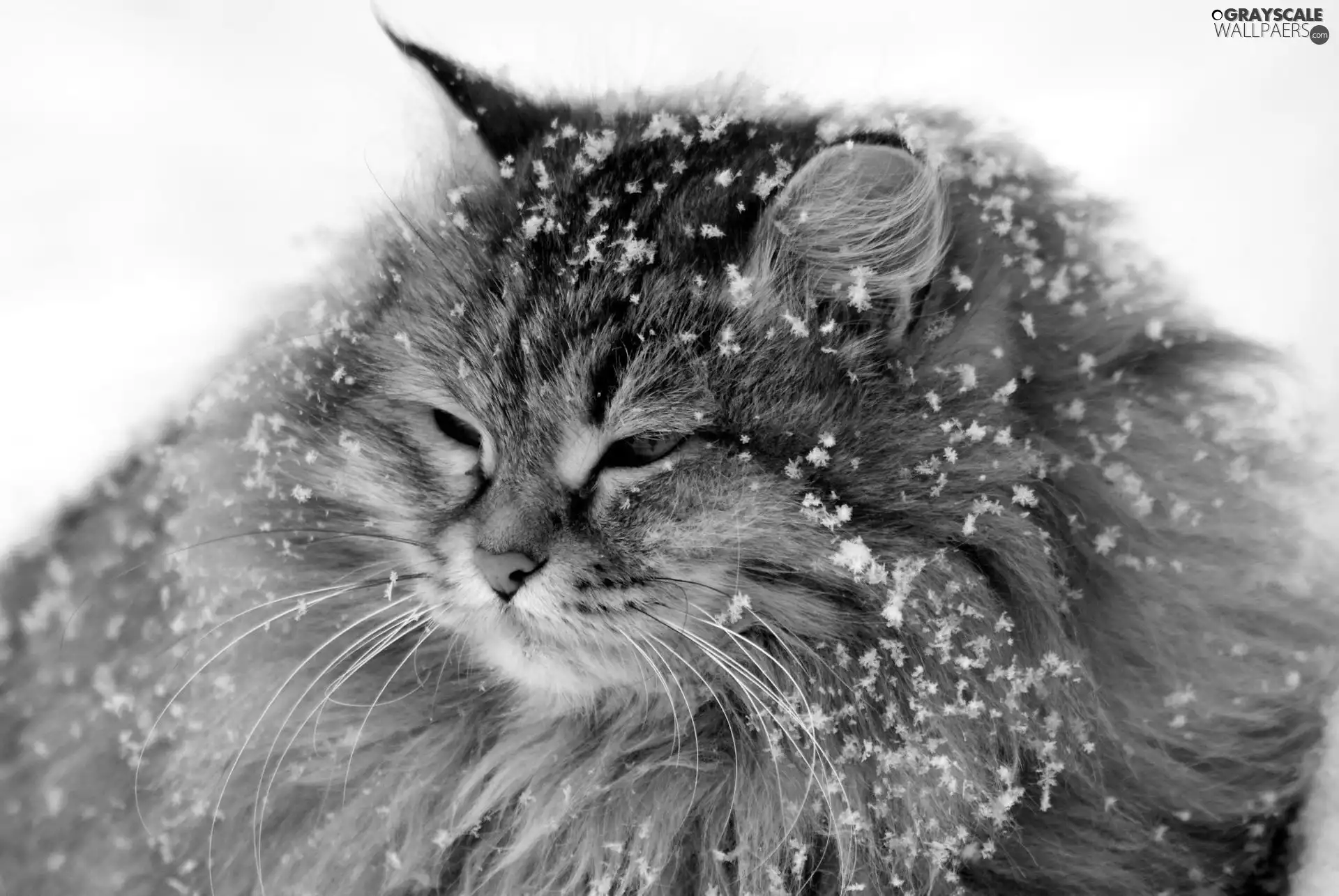 cat, snow, winter, flakes
