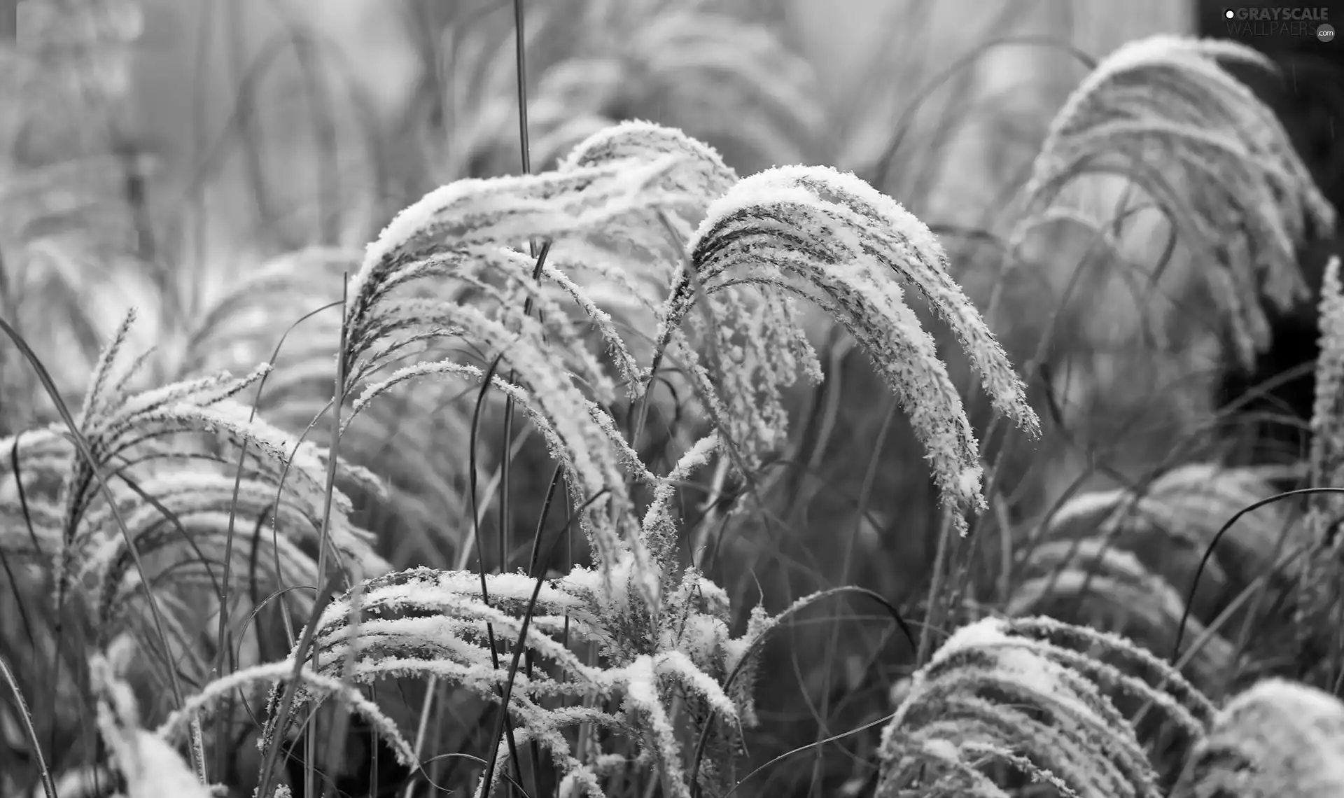 winter, Ears, cereals
