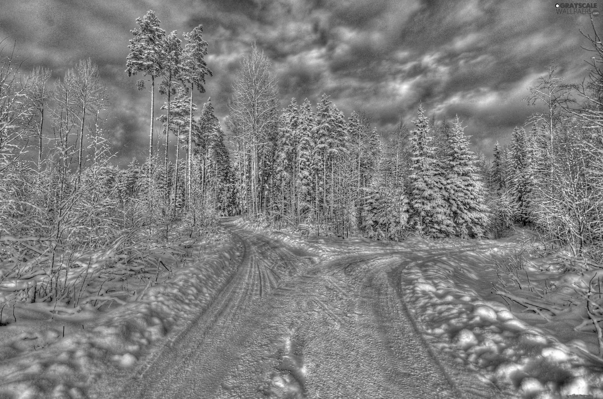 clouds, Way, winter, forest