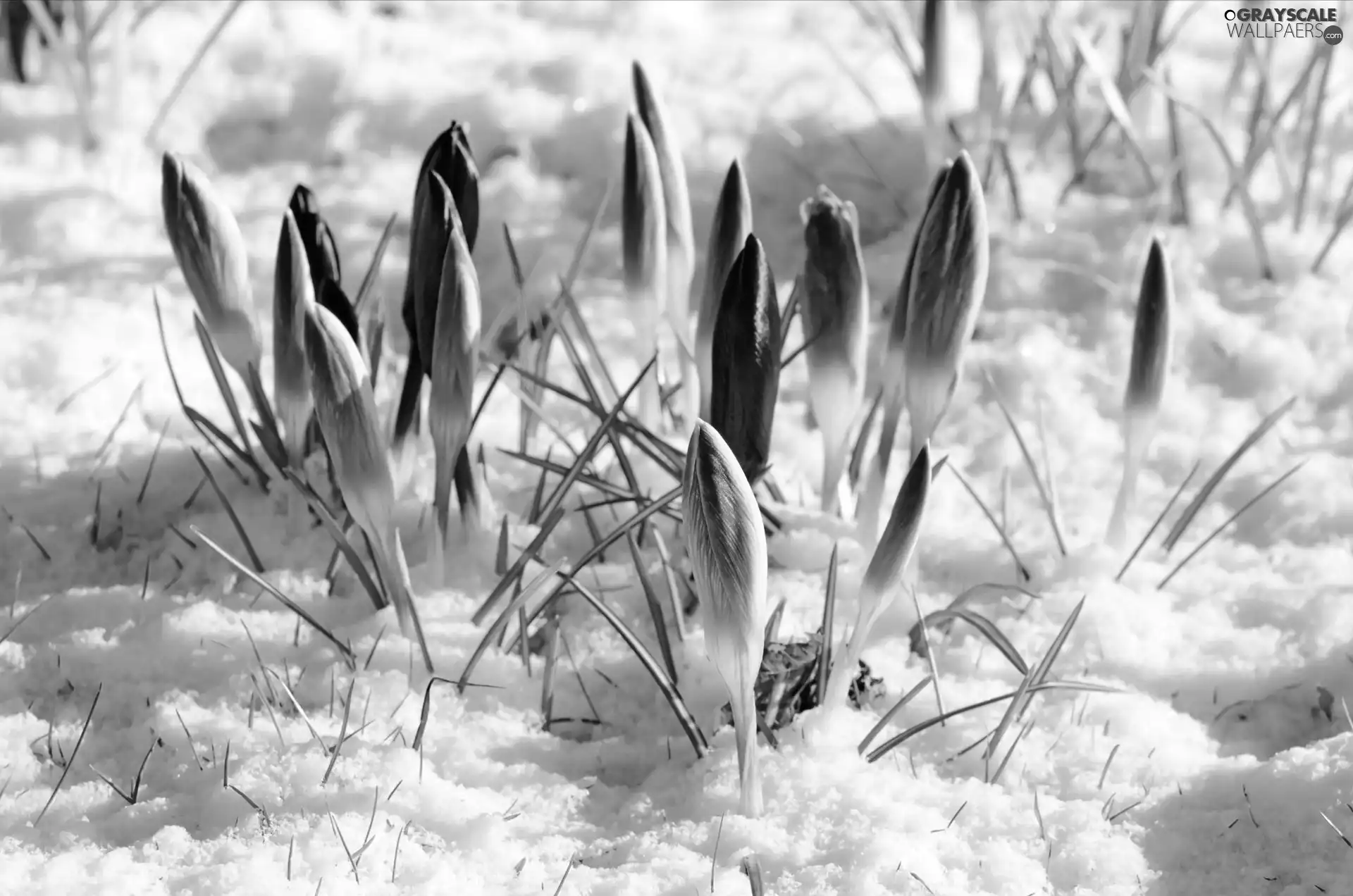 winter, purple, crocuses