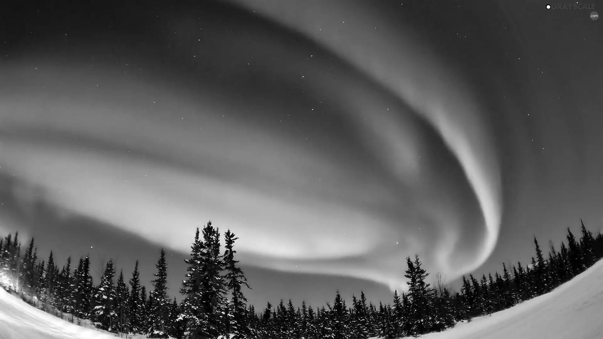 dawn, forest, winter, Polaris