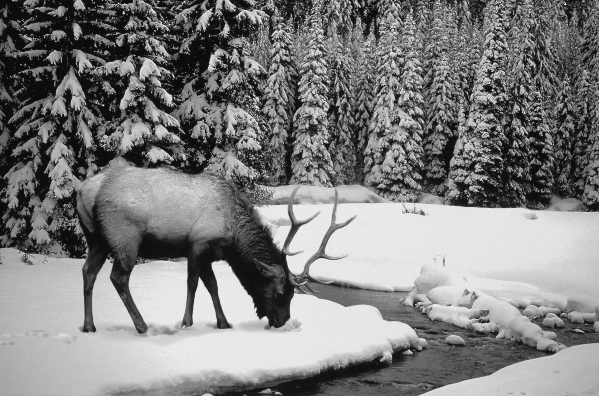 deer, brook, winter, forest