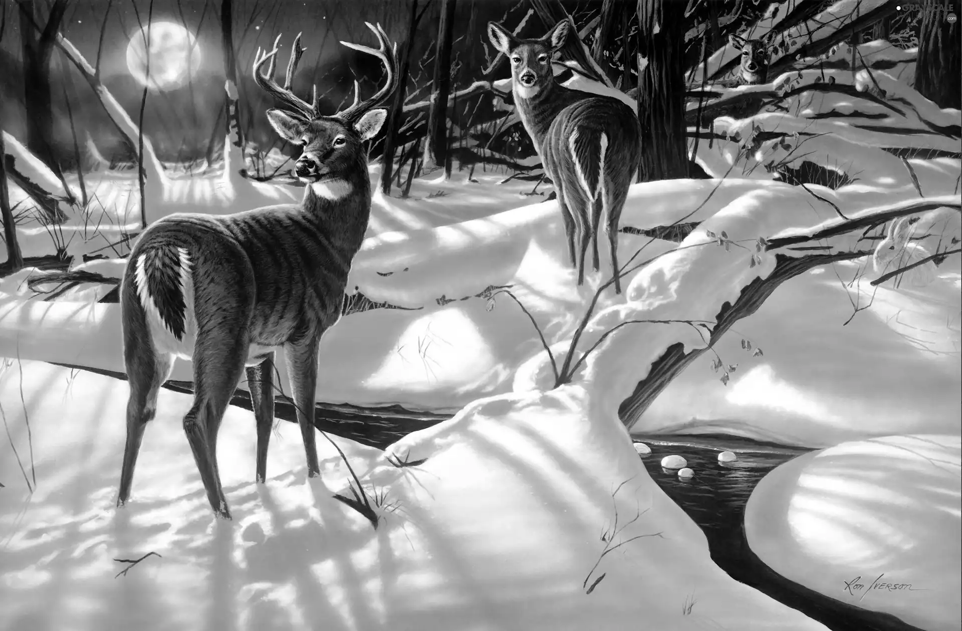deer, forest, winter, doe