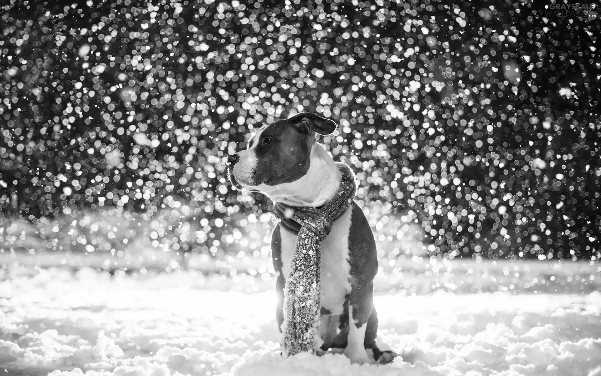 winter, Amstaff, Scarf, snow, dog