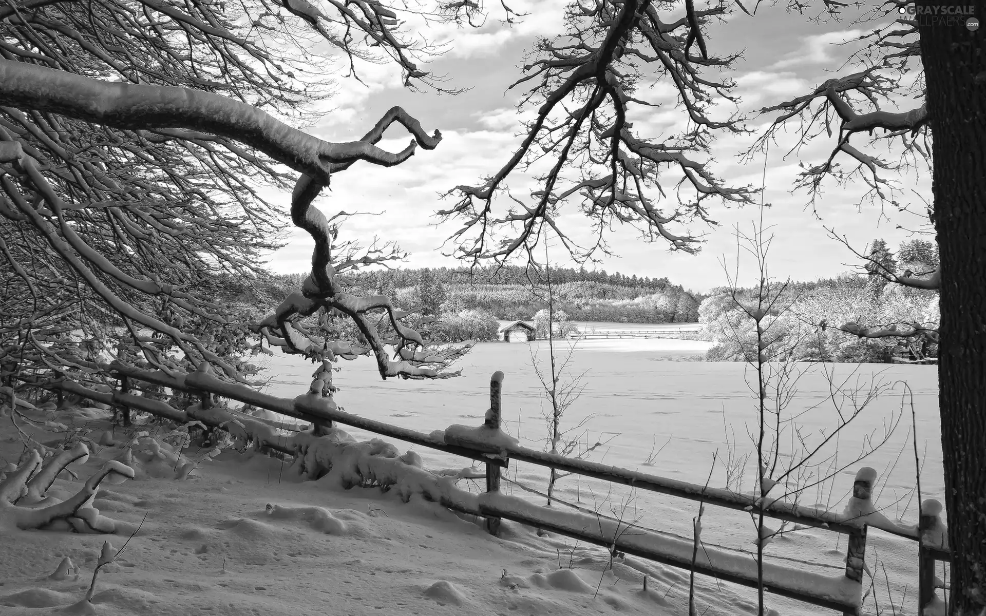 woods, field, viewes, winter, trees, fence