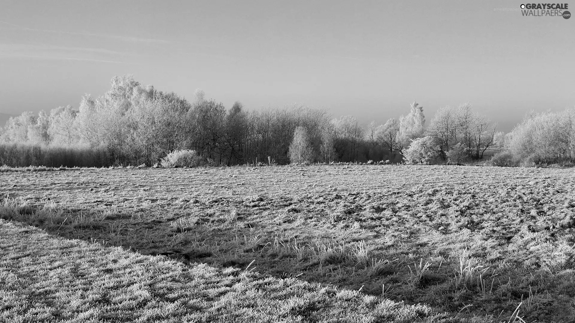 field, viewes, winter, trees