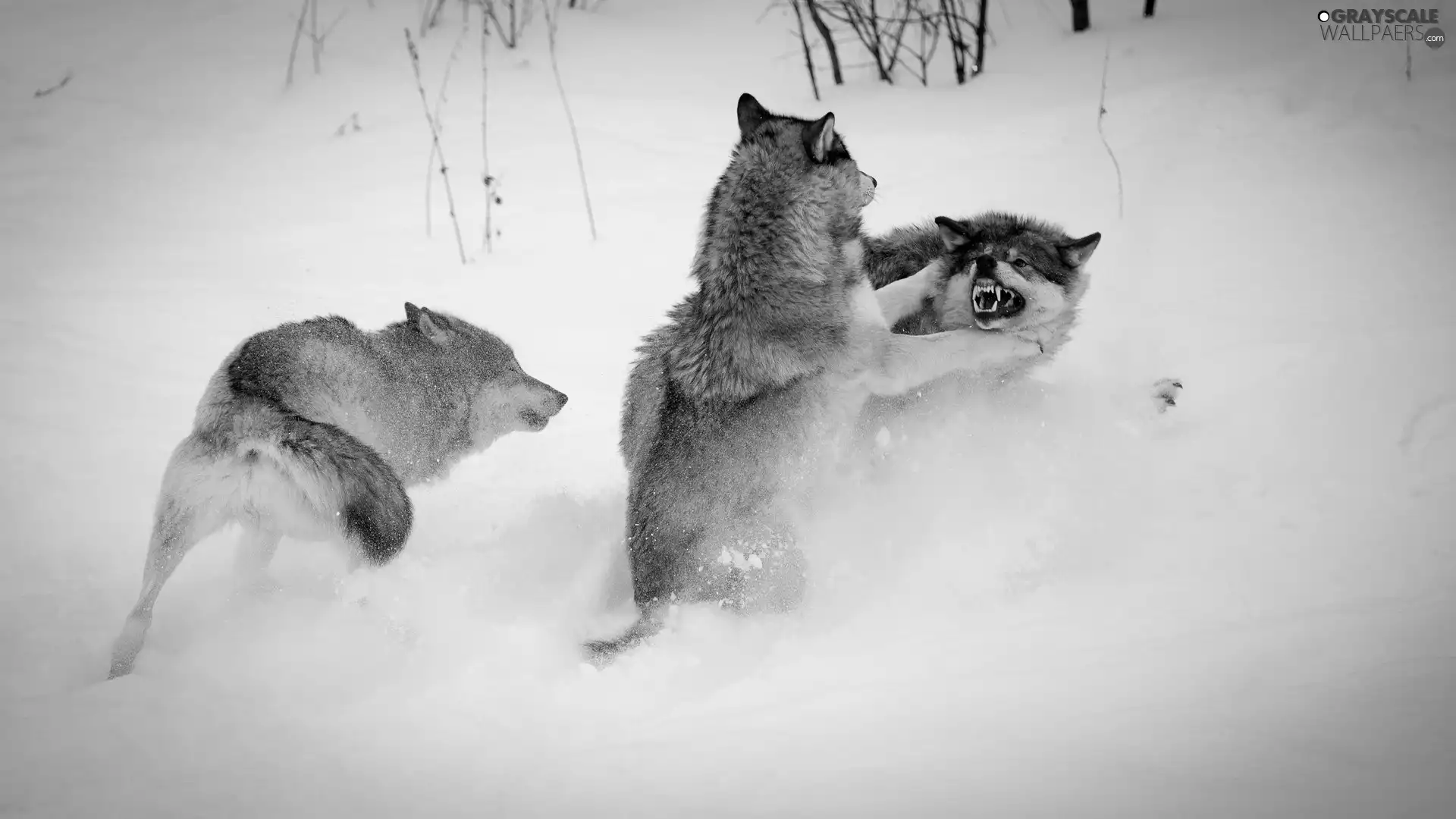 winter, wolves, Fight