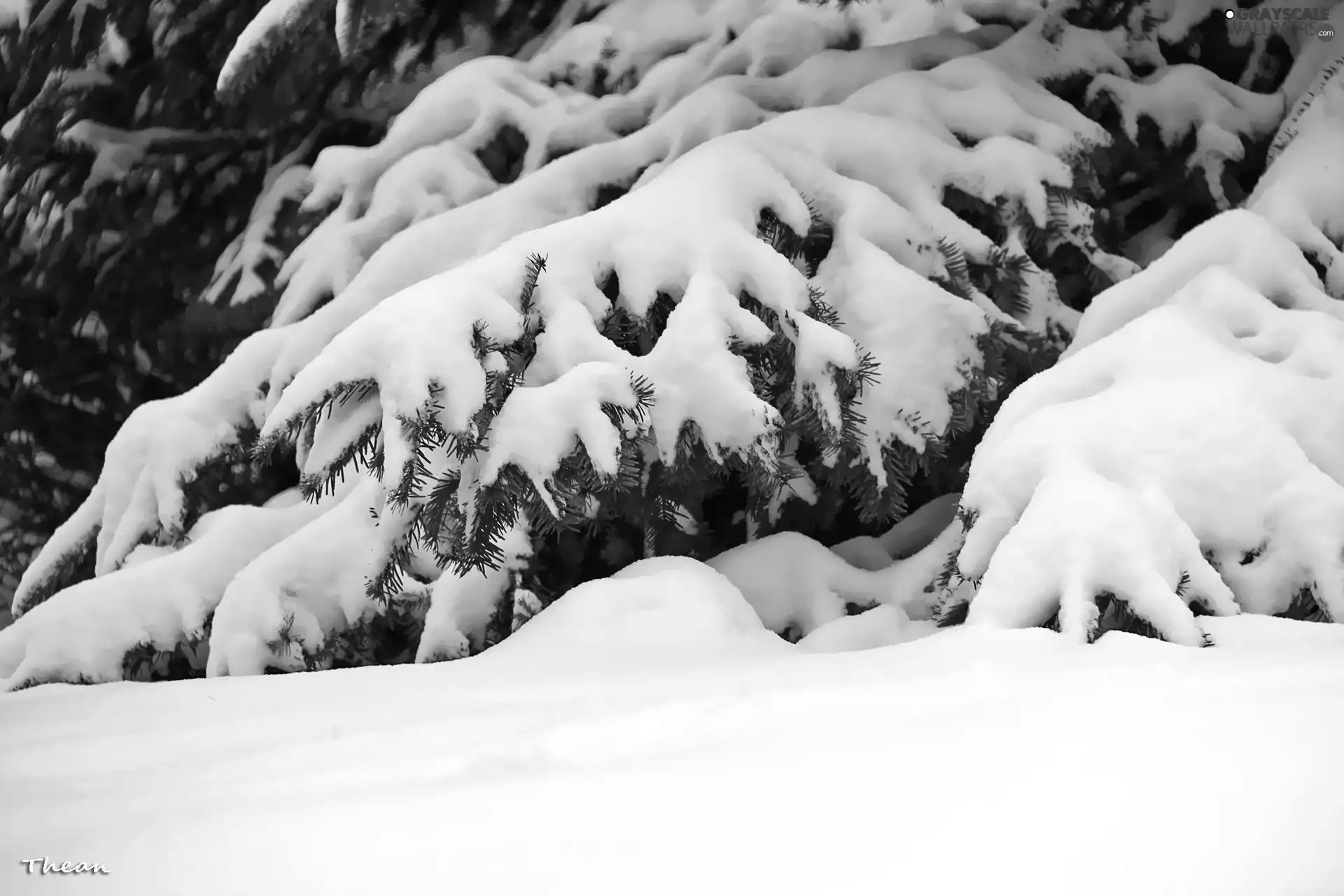 winter, snow, fir