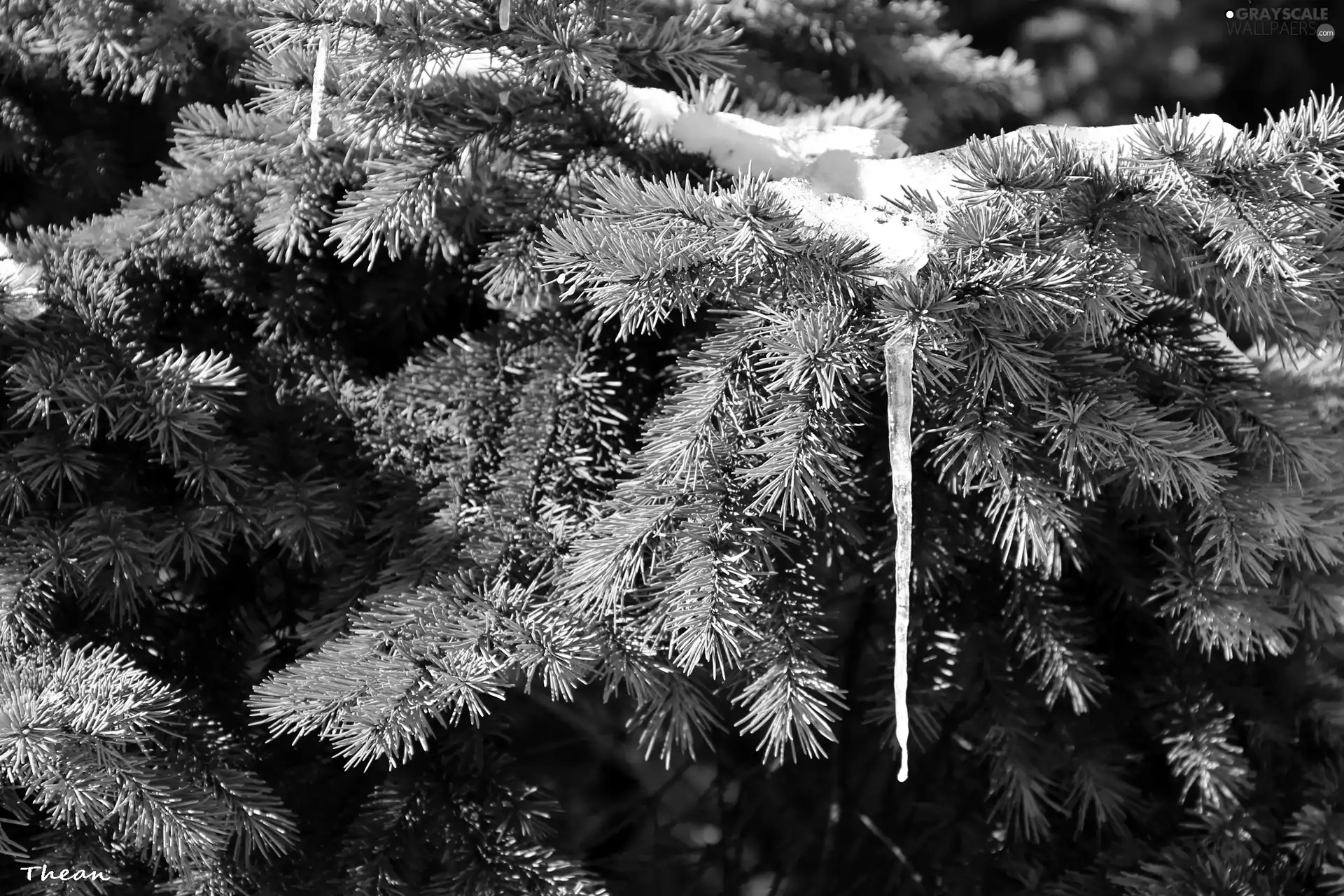 fir, stalactite, winter, pendant