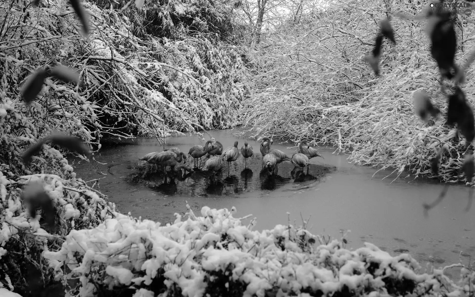 Flamingos, forest, winter, River