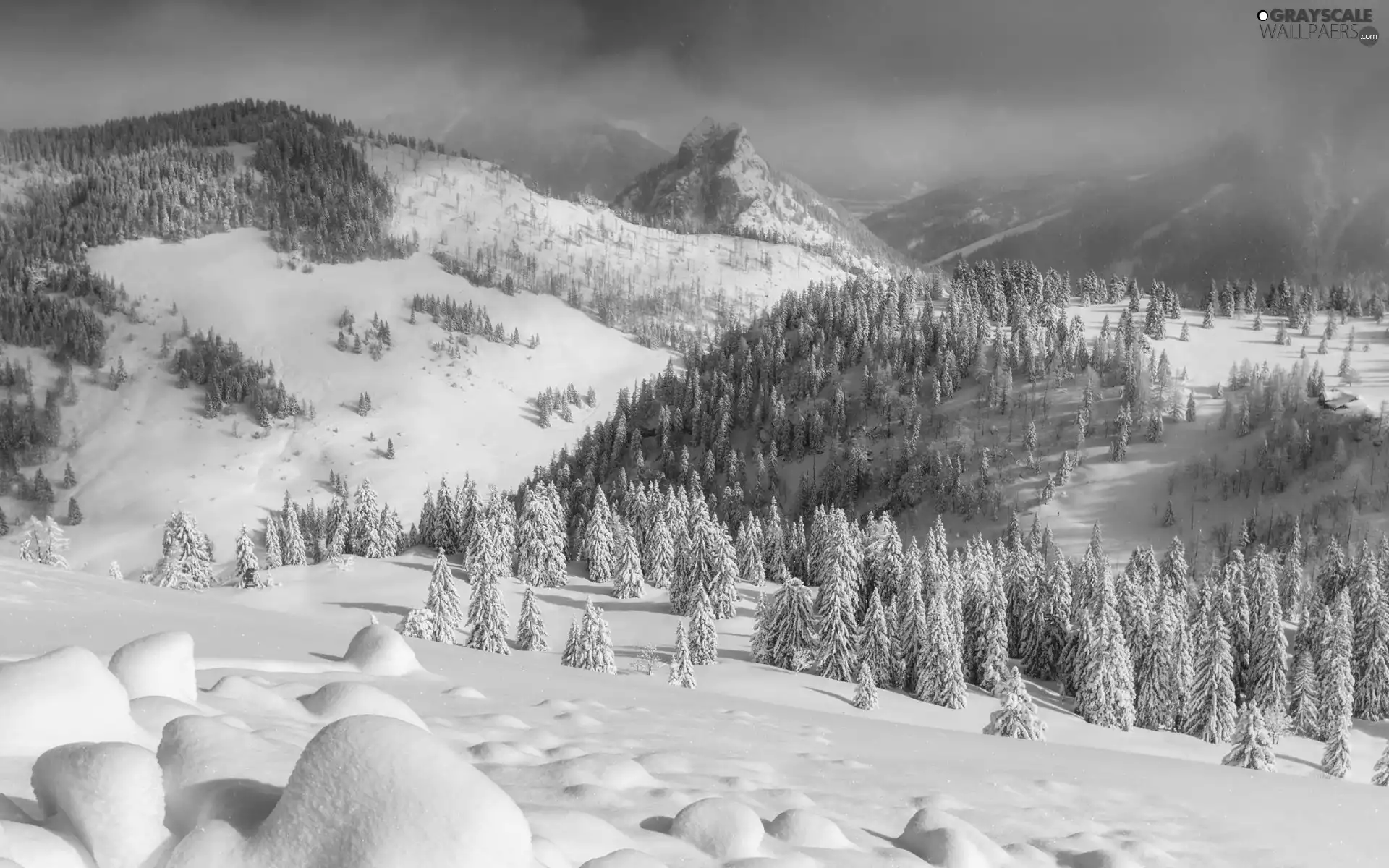 viewes, Spruces, Fog, Mountains, snow, trees, forest, winter