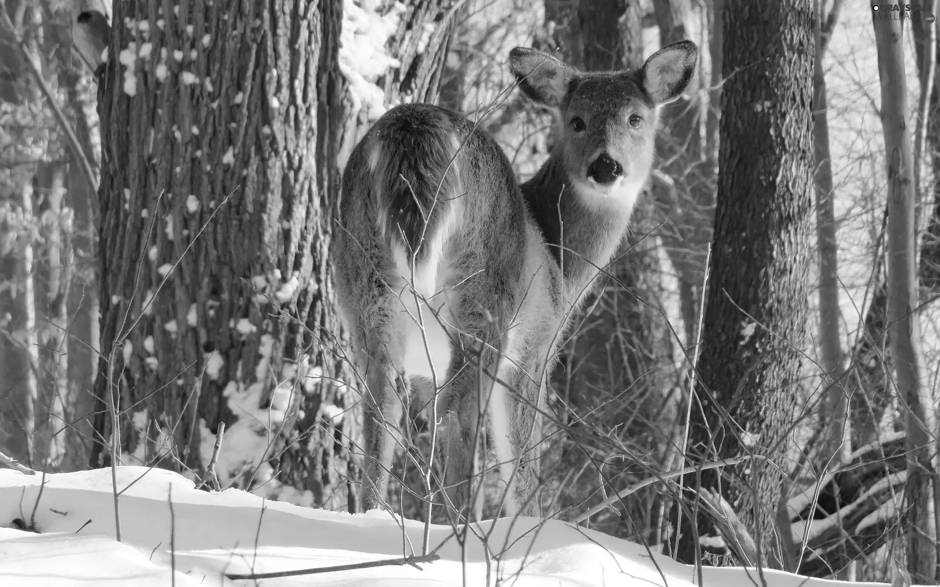 winter, deer, forest