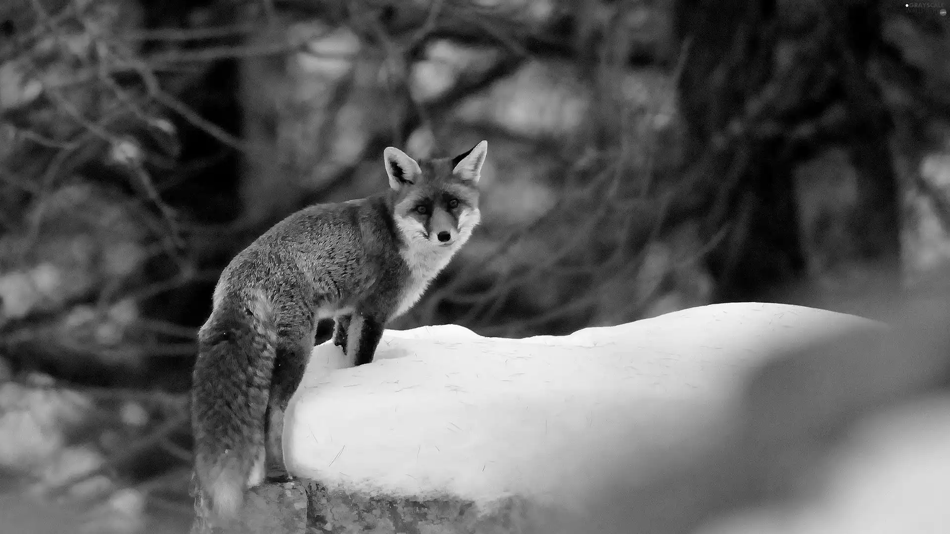 winter, Fox, forest