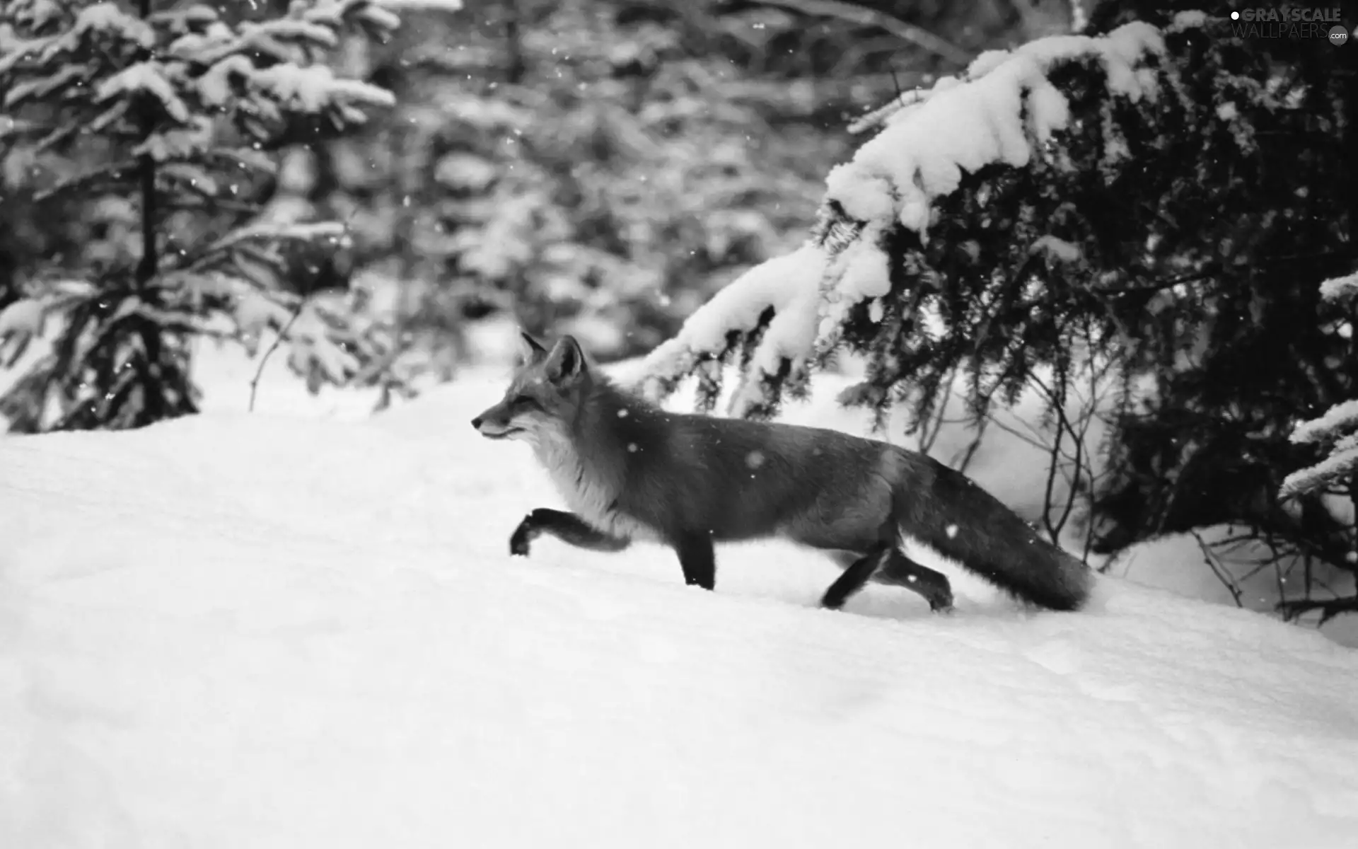 winter, Fox, forest