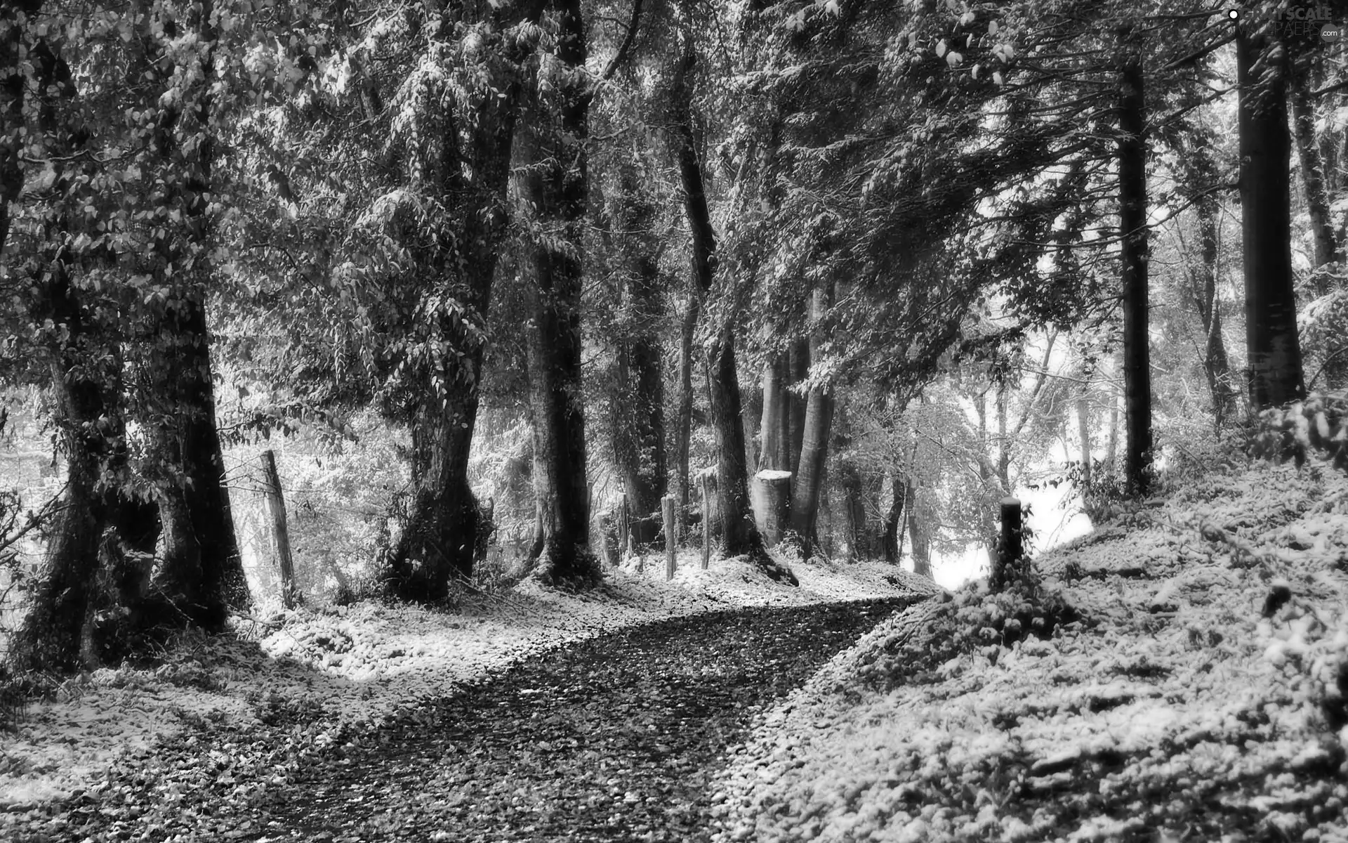 forest, Leaf, winter, Way