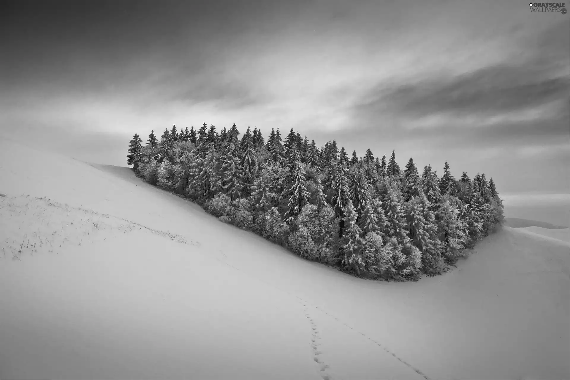 winter, Mountains, forest