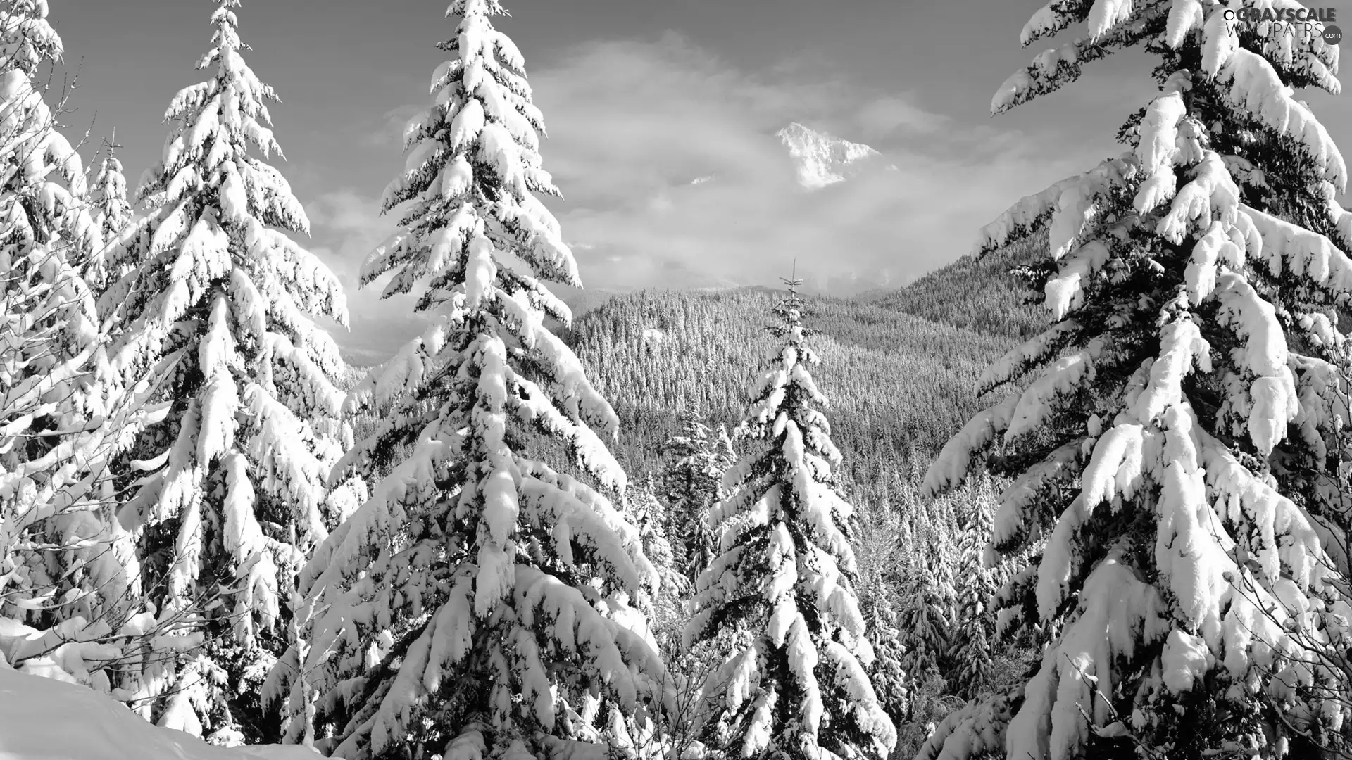 winter, Mountains, forest