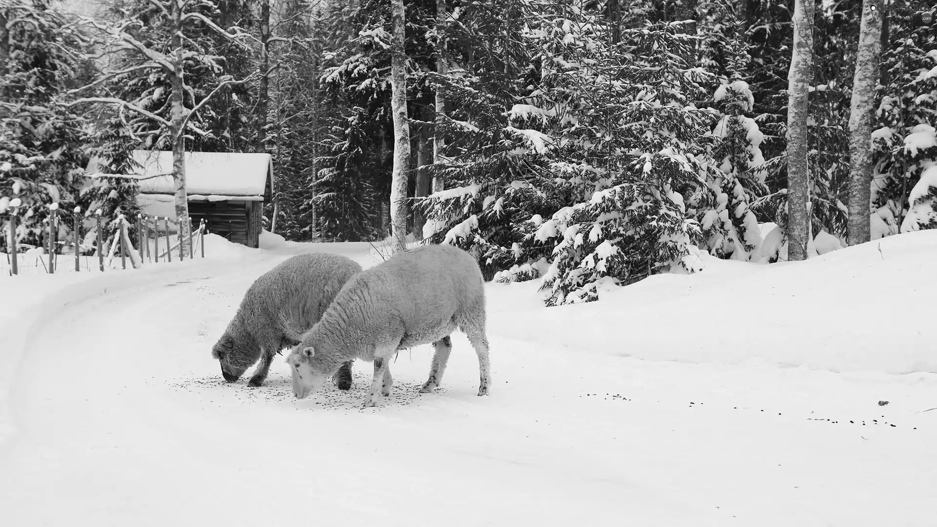 Path, winter, forest, house, Sheep