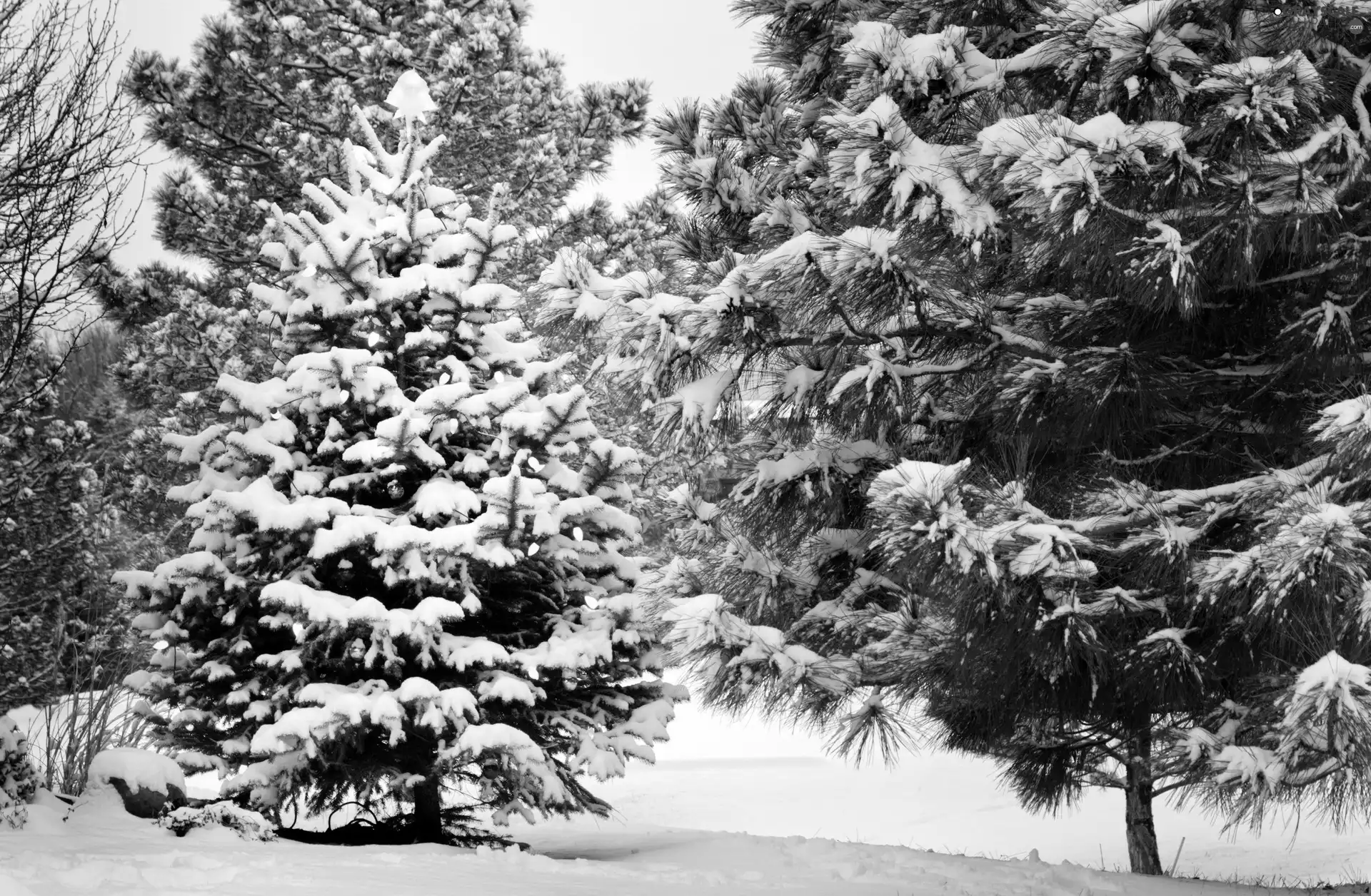 forest, christmas tree, winter, illuminated