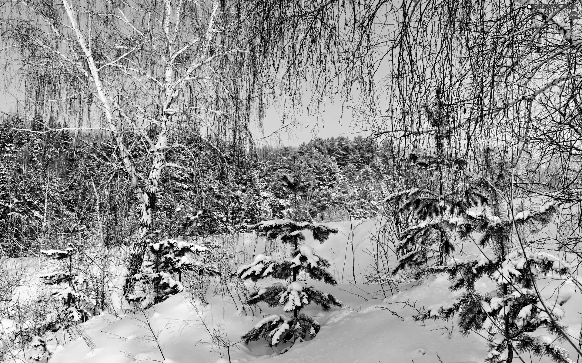 forest, viewes, winter, trees