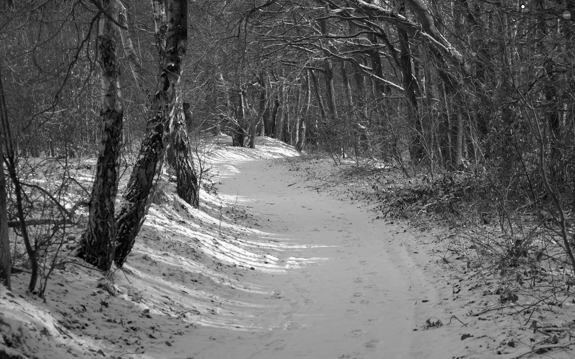 winter, Way, forest