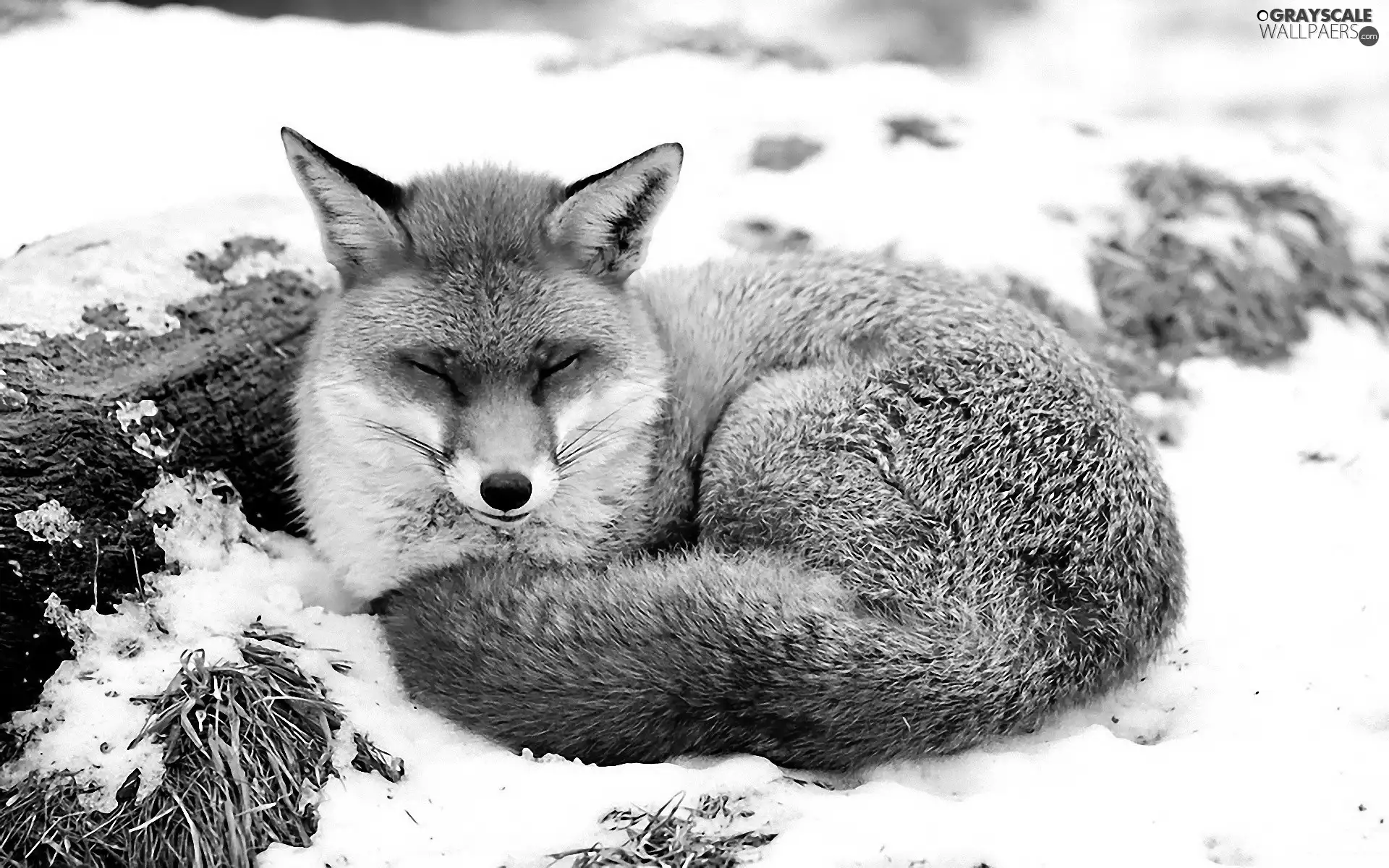 Fox, winter