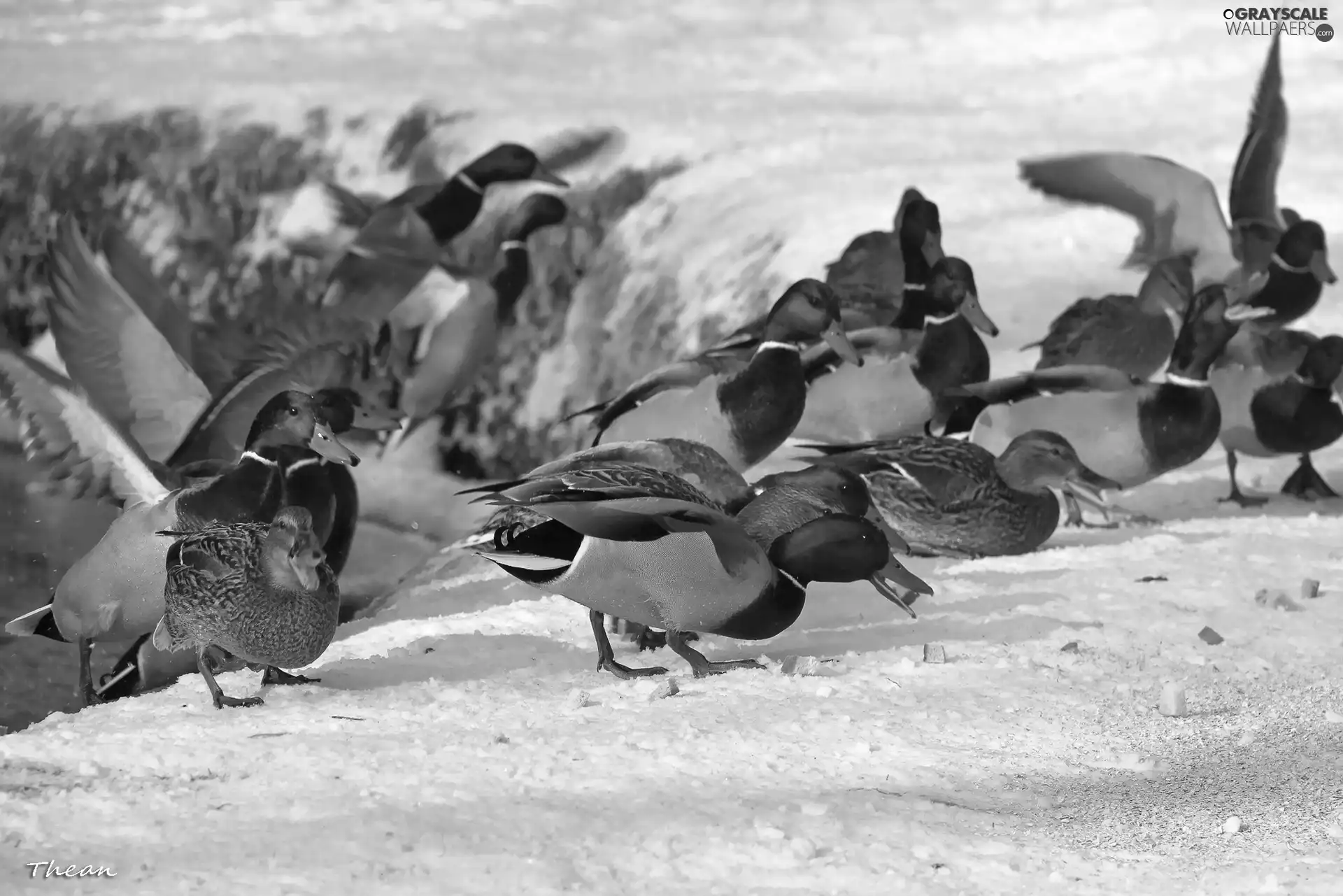 winter, Frost, Crosswords, snow, ducks