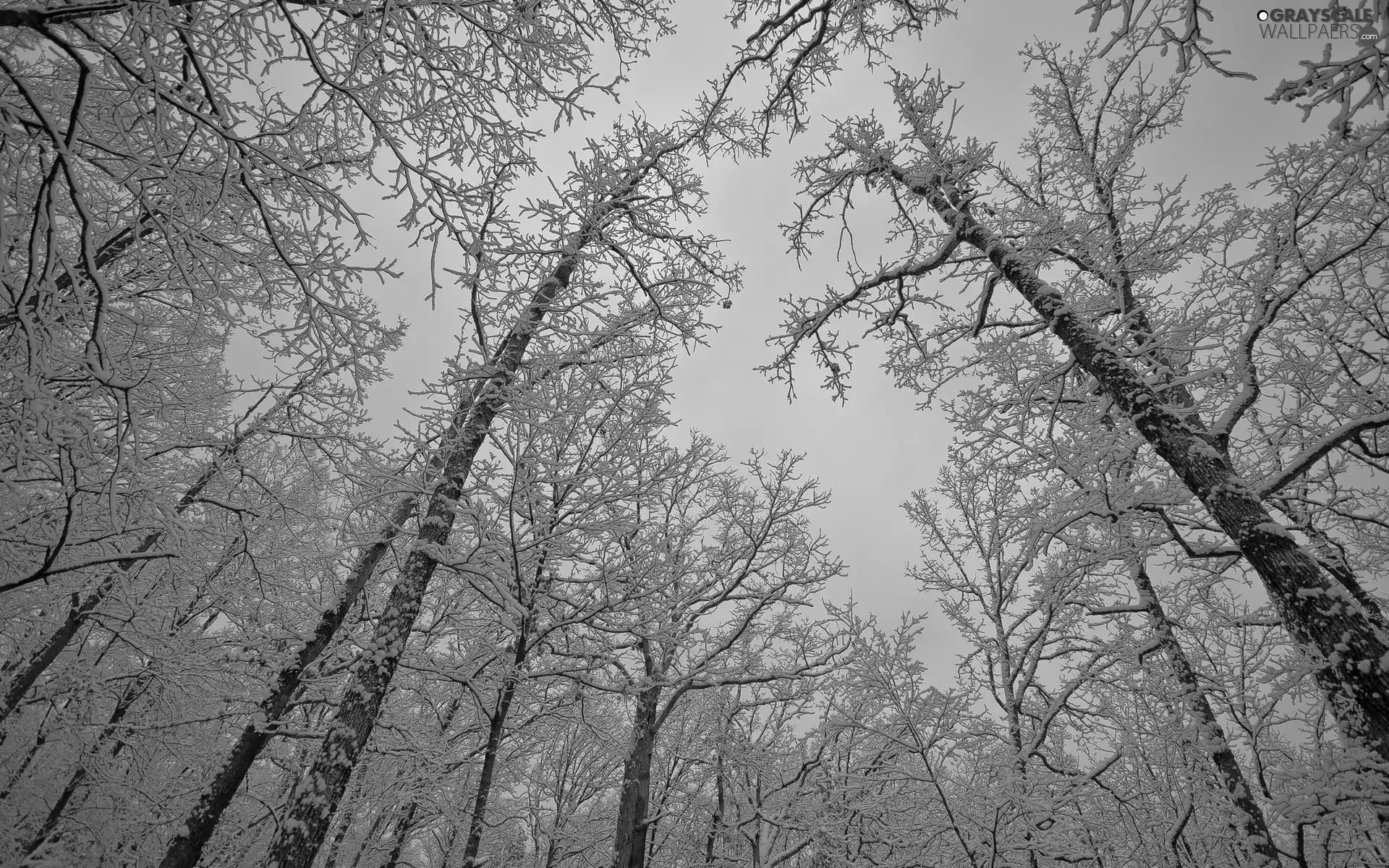 frosty, viewes, winter, trees