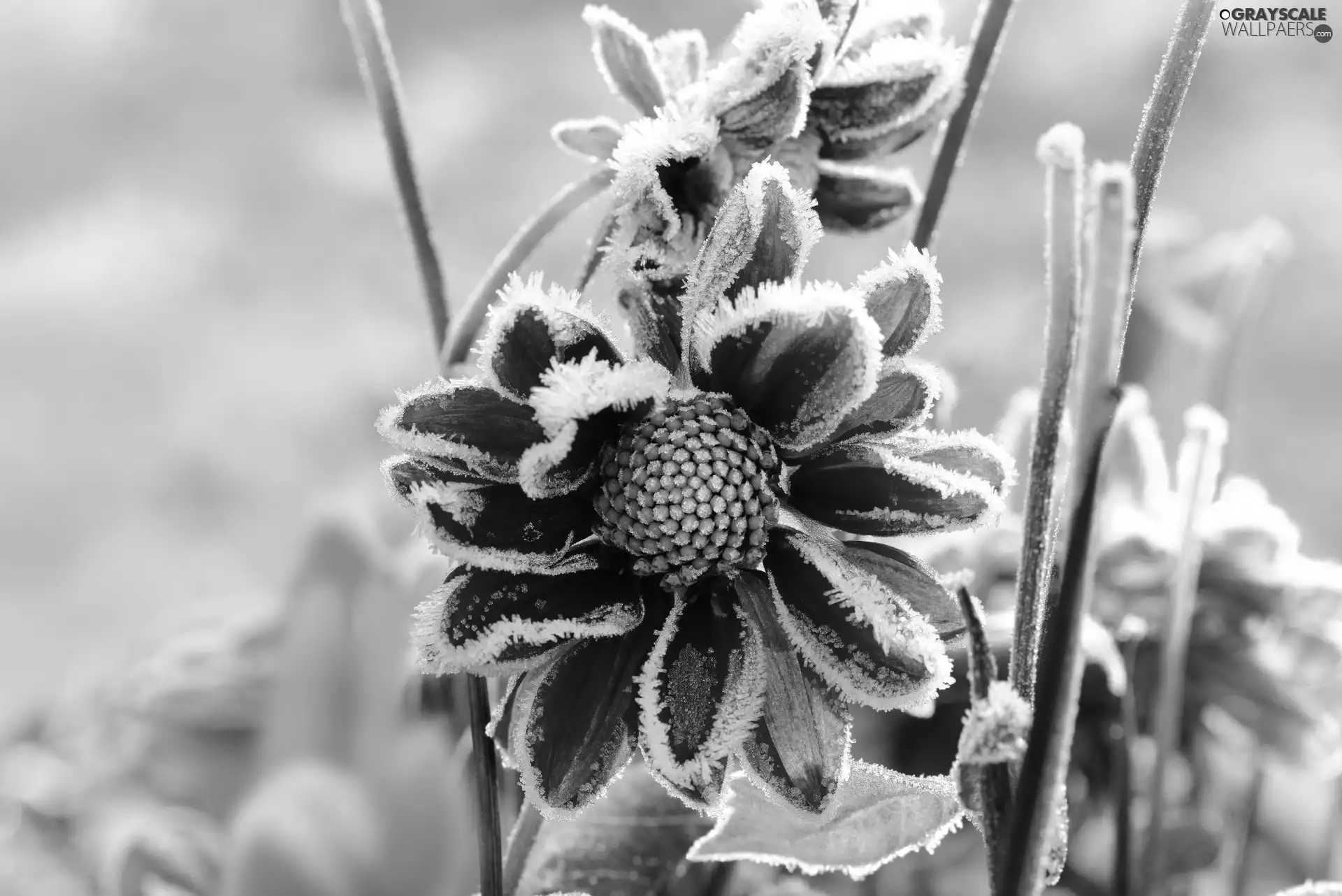 frozen, Garden, winter, Flowers