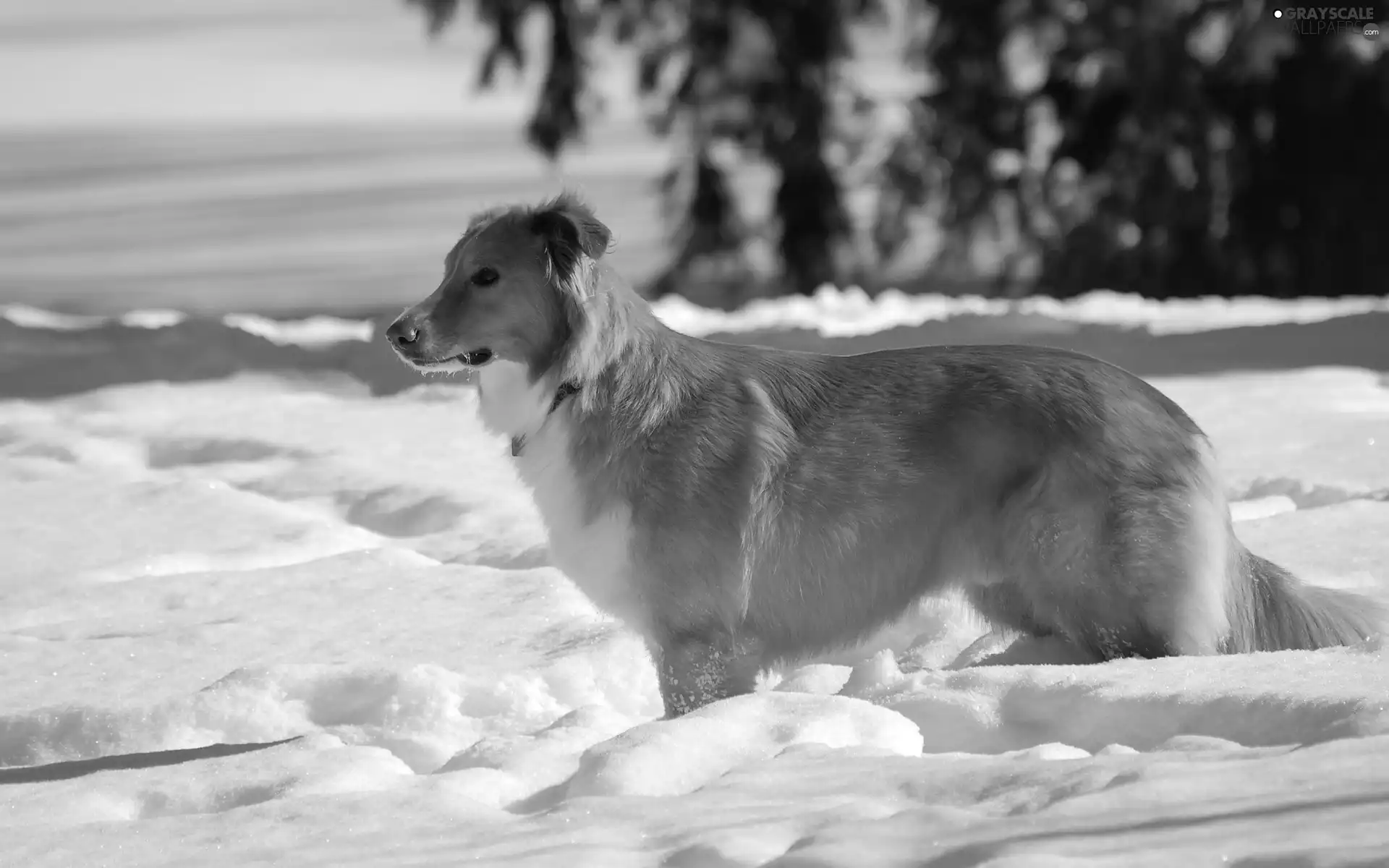 ginger, snow, winter, doggy