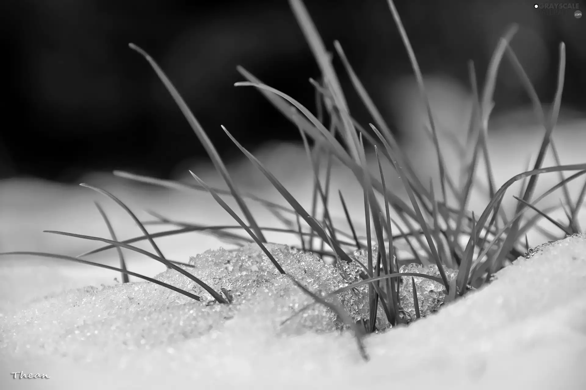 grass, snow, winter, blades