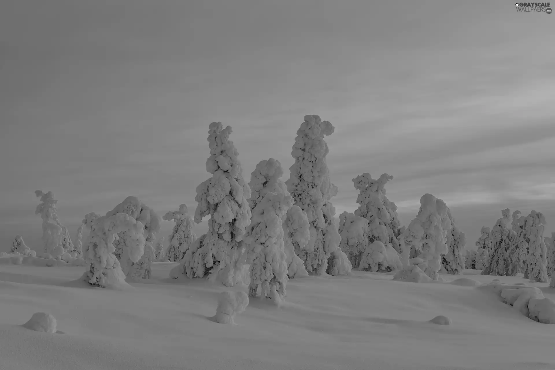 trees, winter, Great Sunsets, viewes