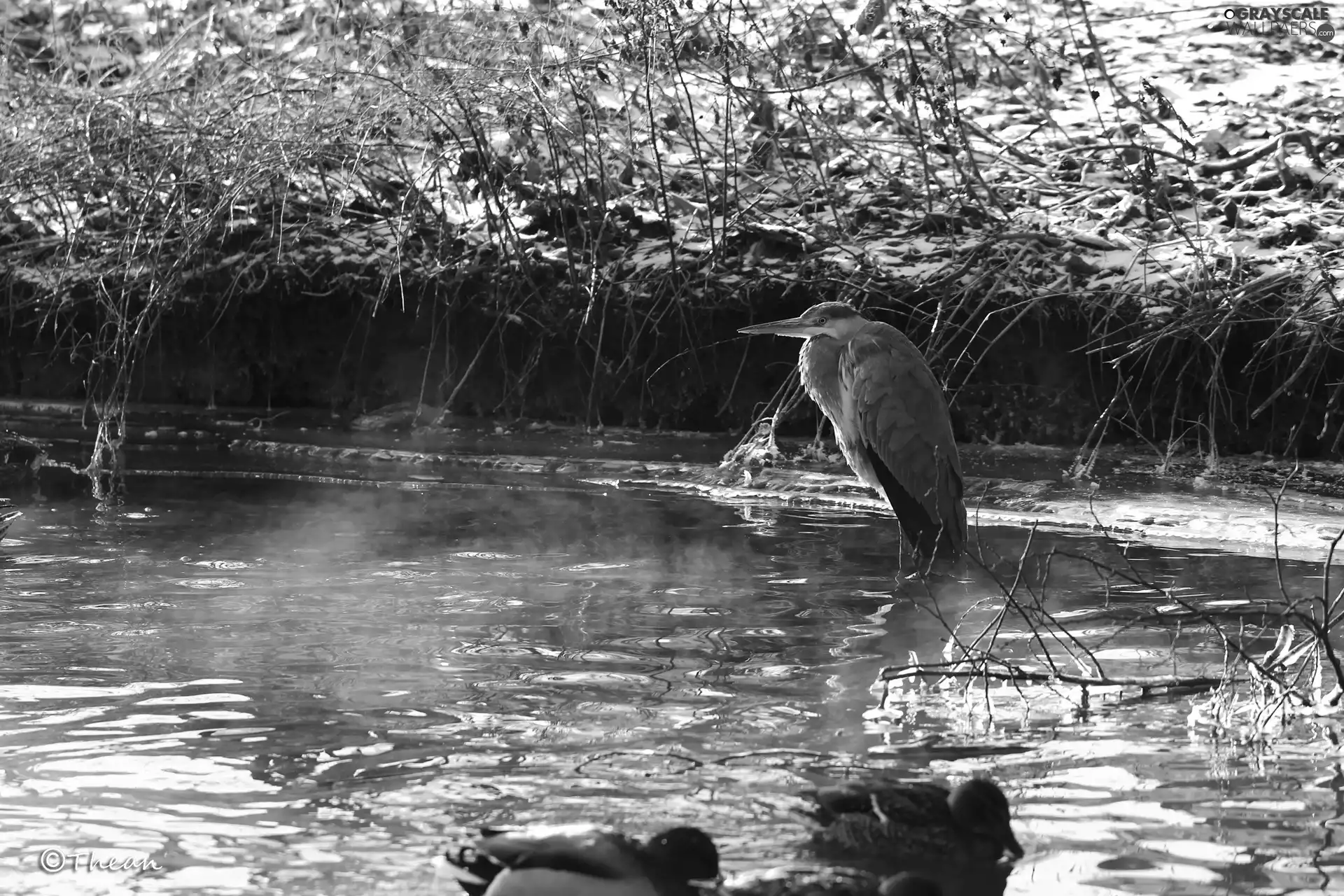 Gery Heron, water, winter, Steaming