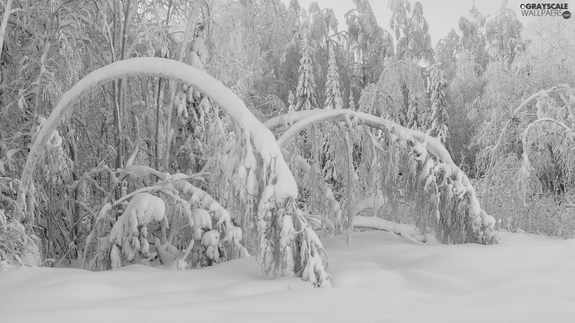 trees, forest, snow, winter, viewes, inclined