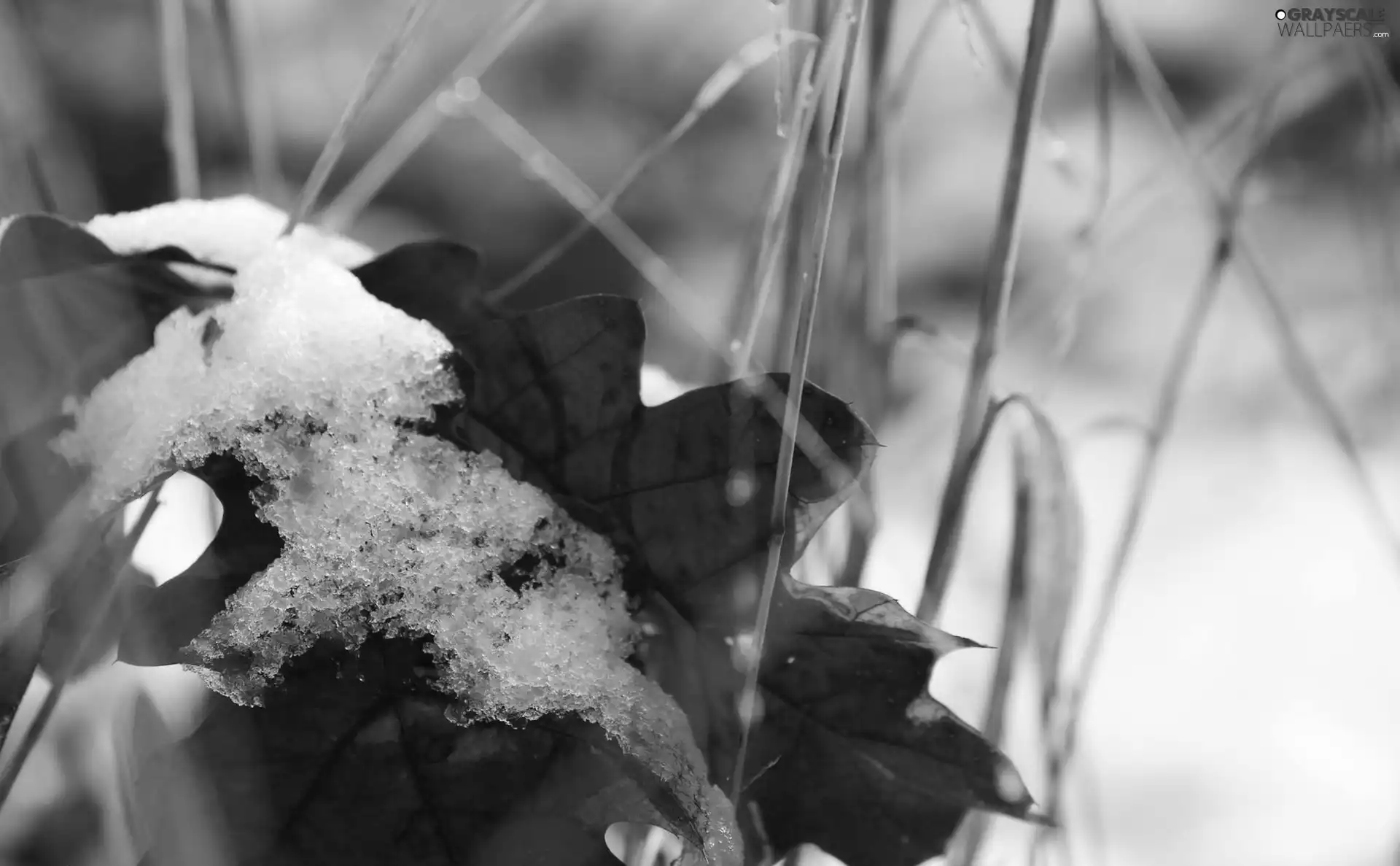 leaf, winter