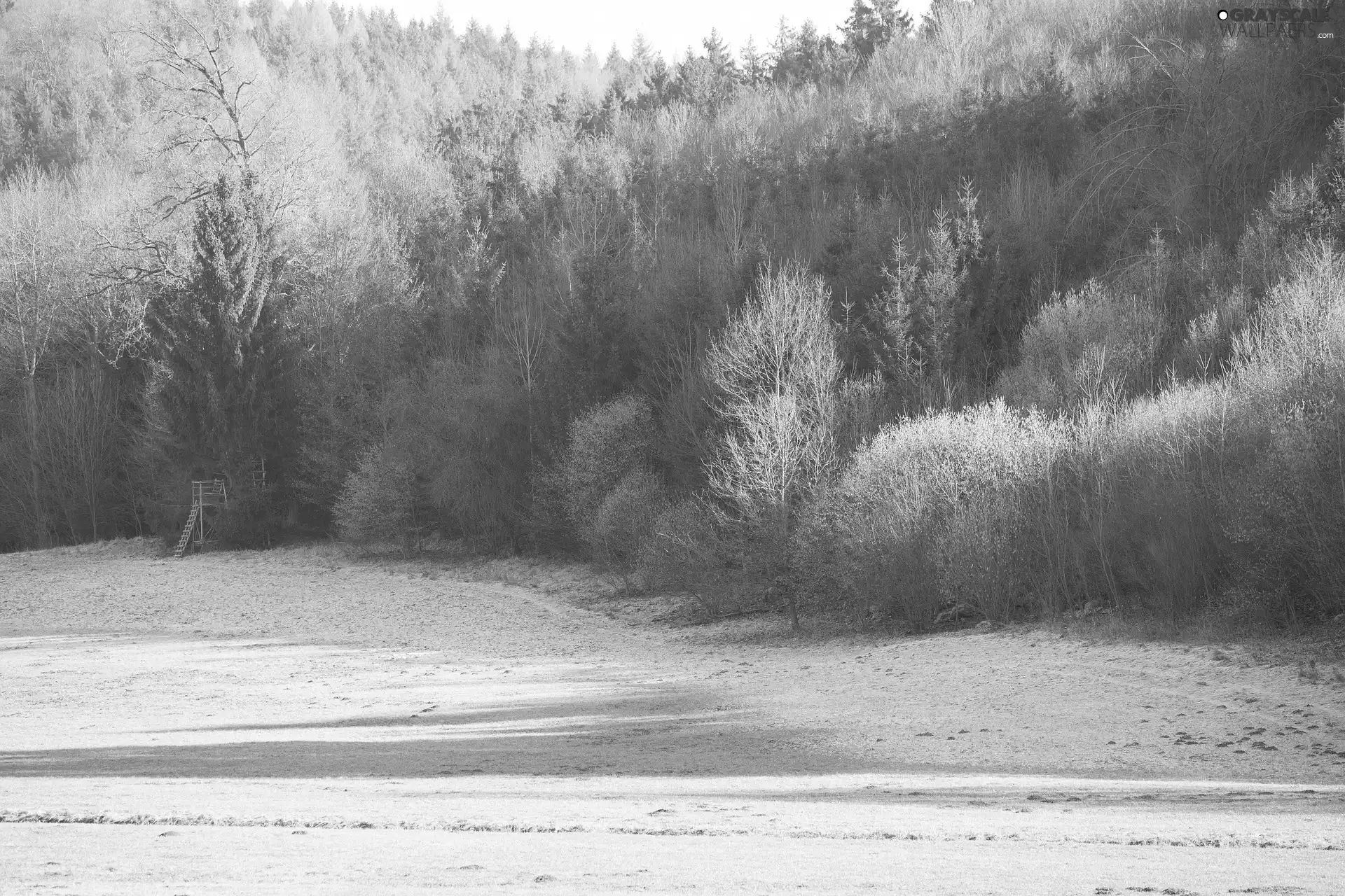 forest, frosted, viewes, winter, trees, Meadow