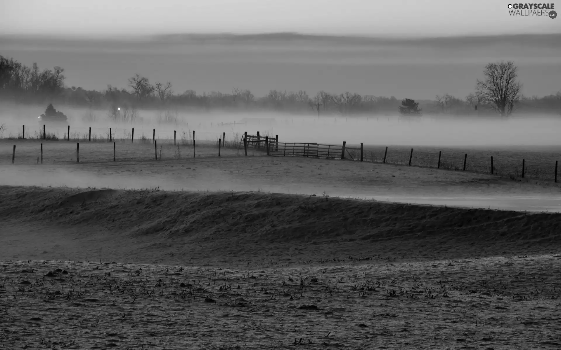 viewes, field, winter, morning, Fog, trees