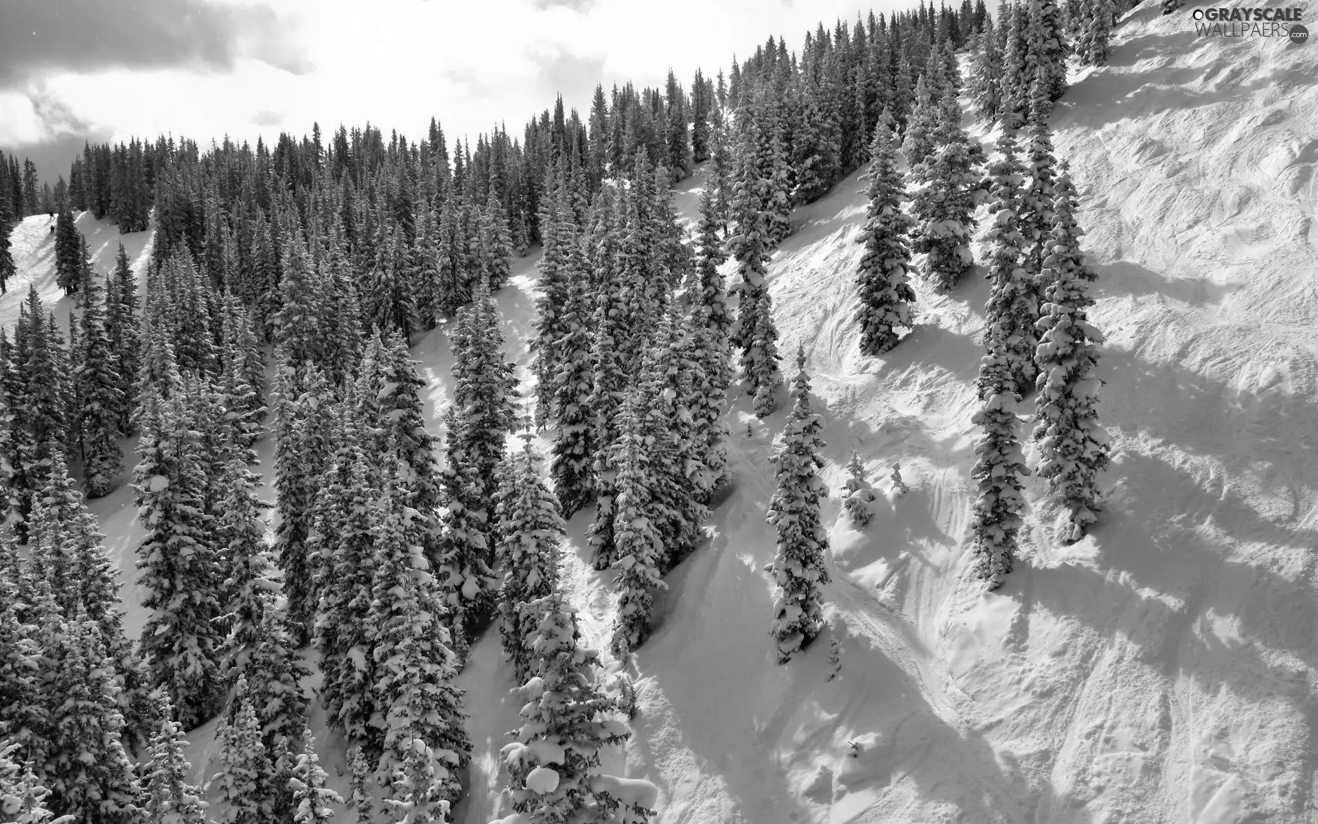 mountains, slope, winter, forest