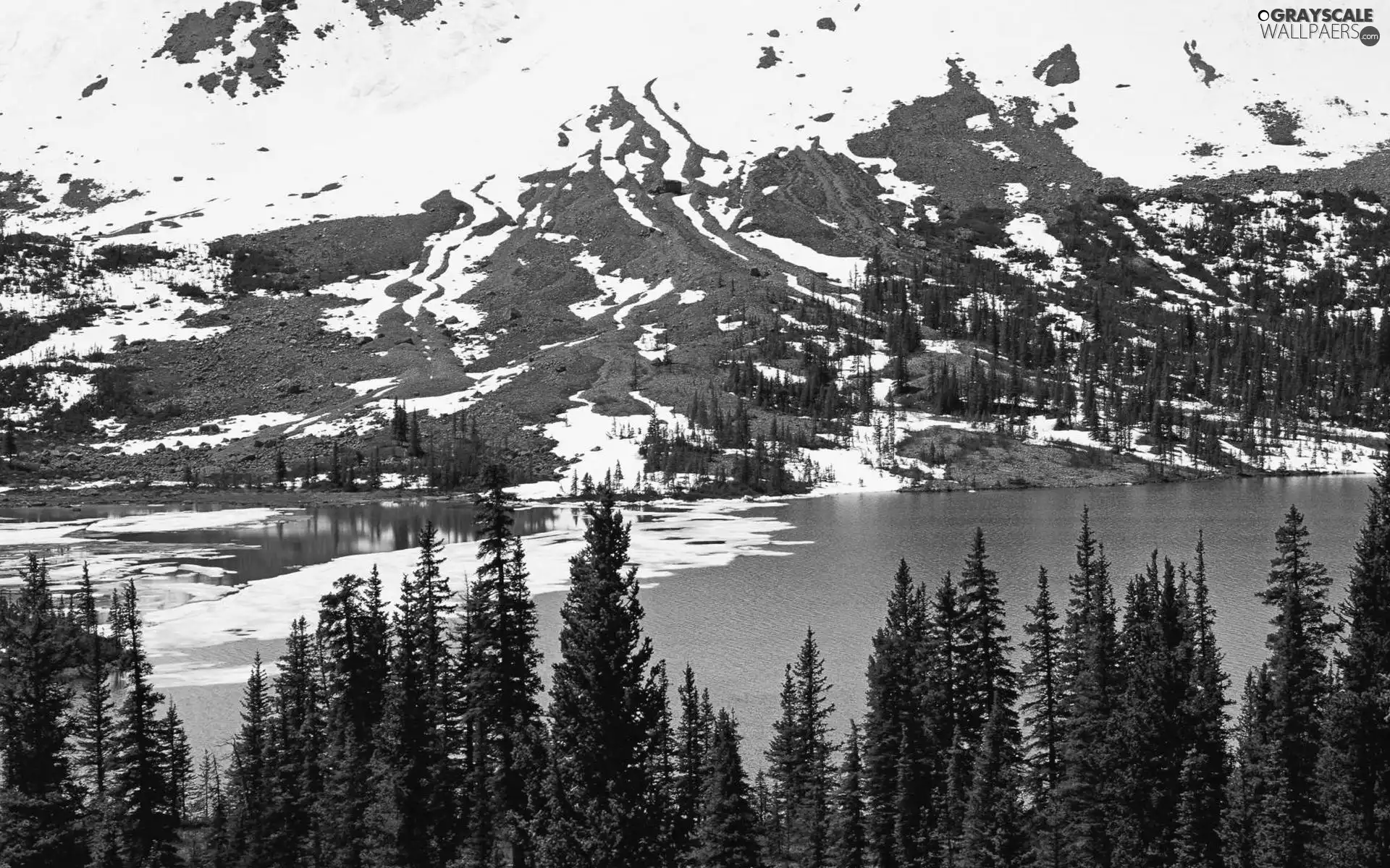 Mountains, Spruces, winter, River