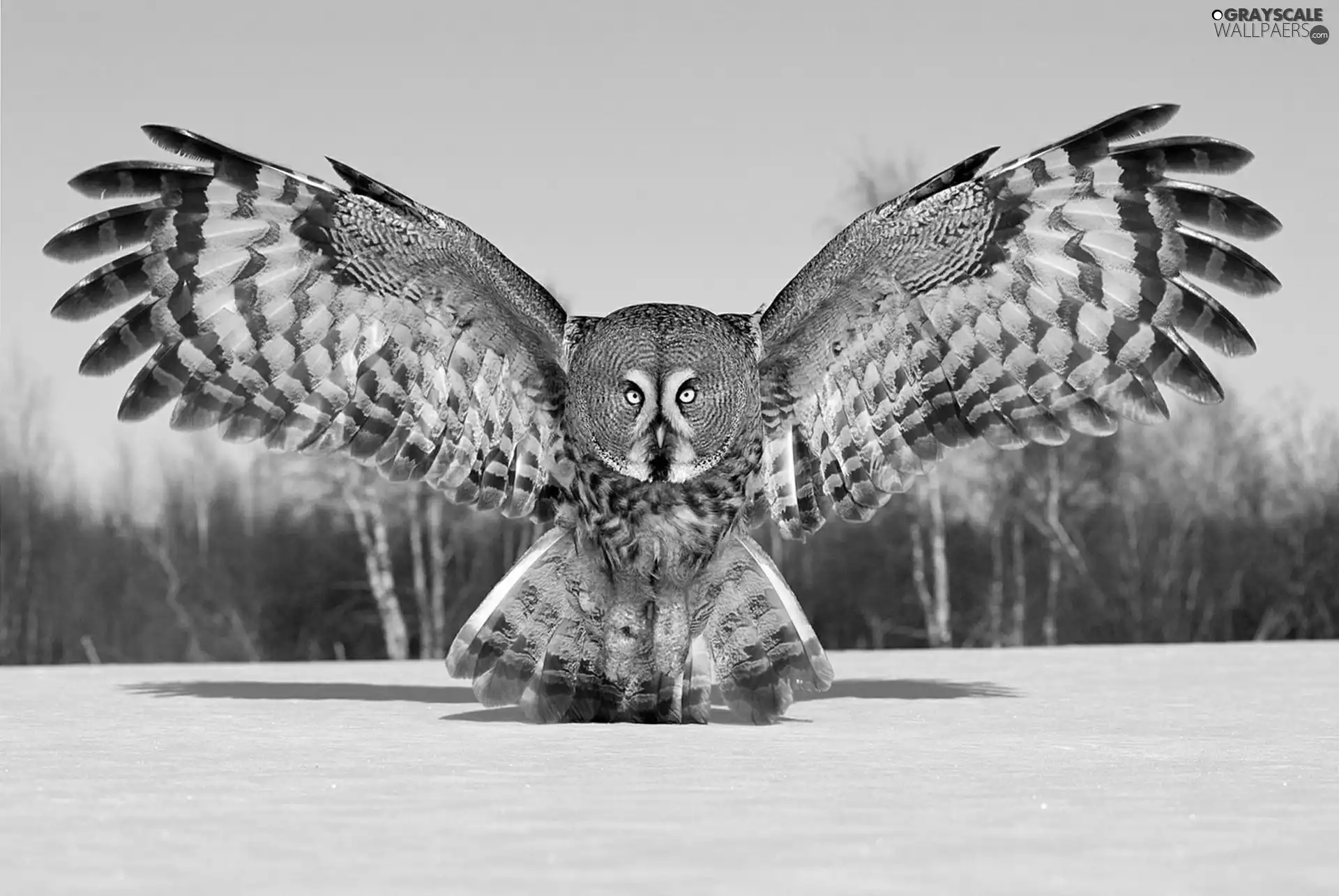 owl, snow, winter, Tawny owl great gray owl