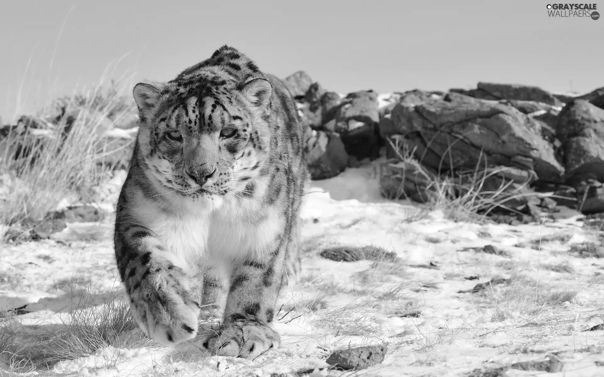 winter, snow leopard, snow, rocks, Panther