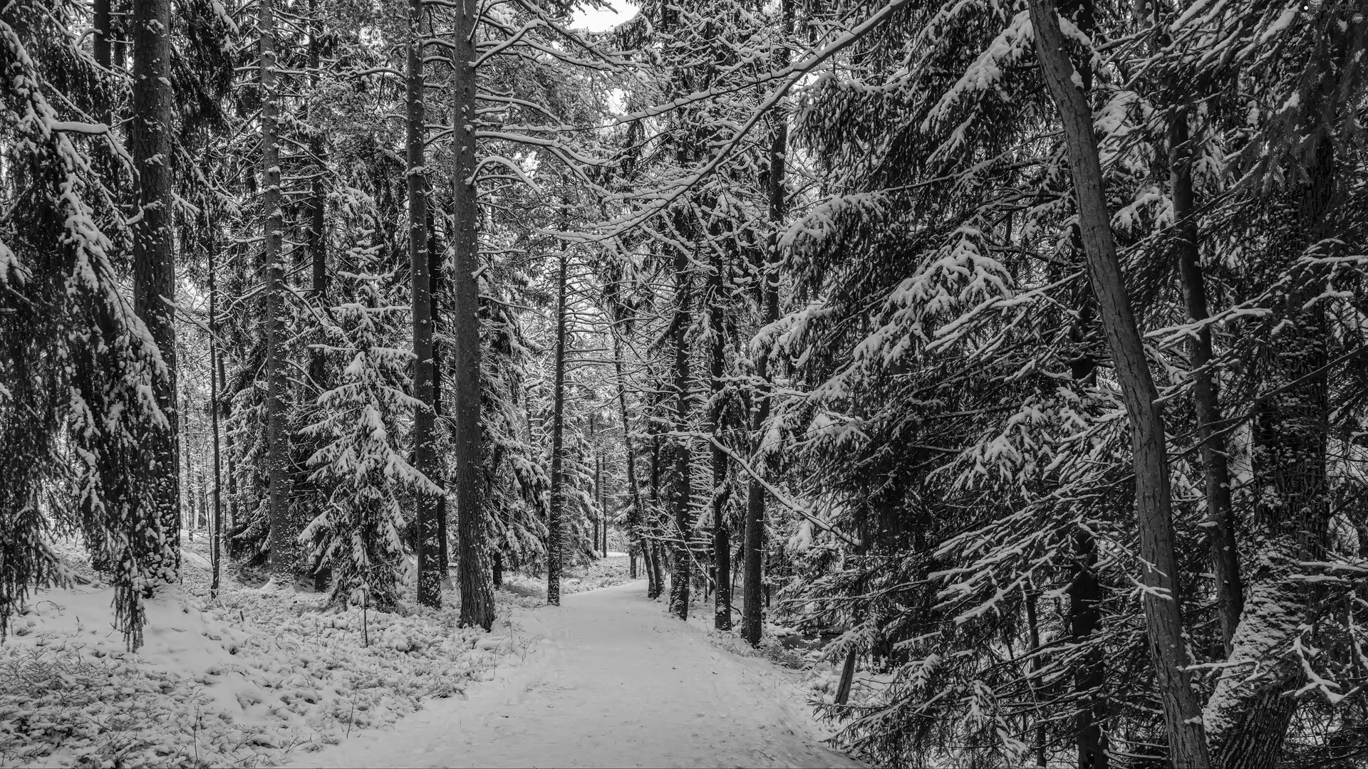 snow, forest, viewes, winter, trees, Path