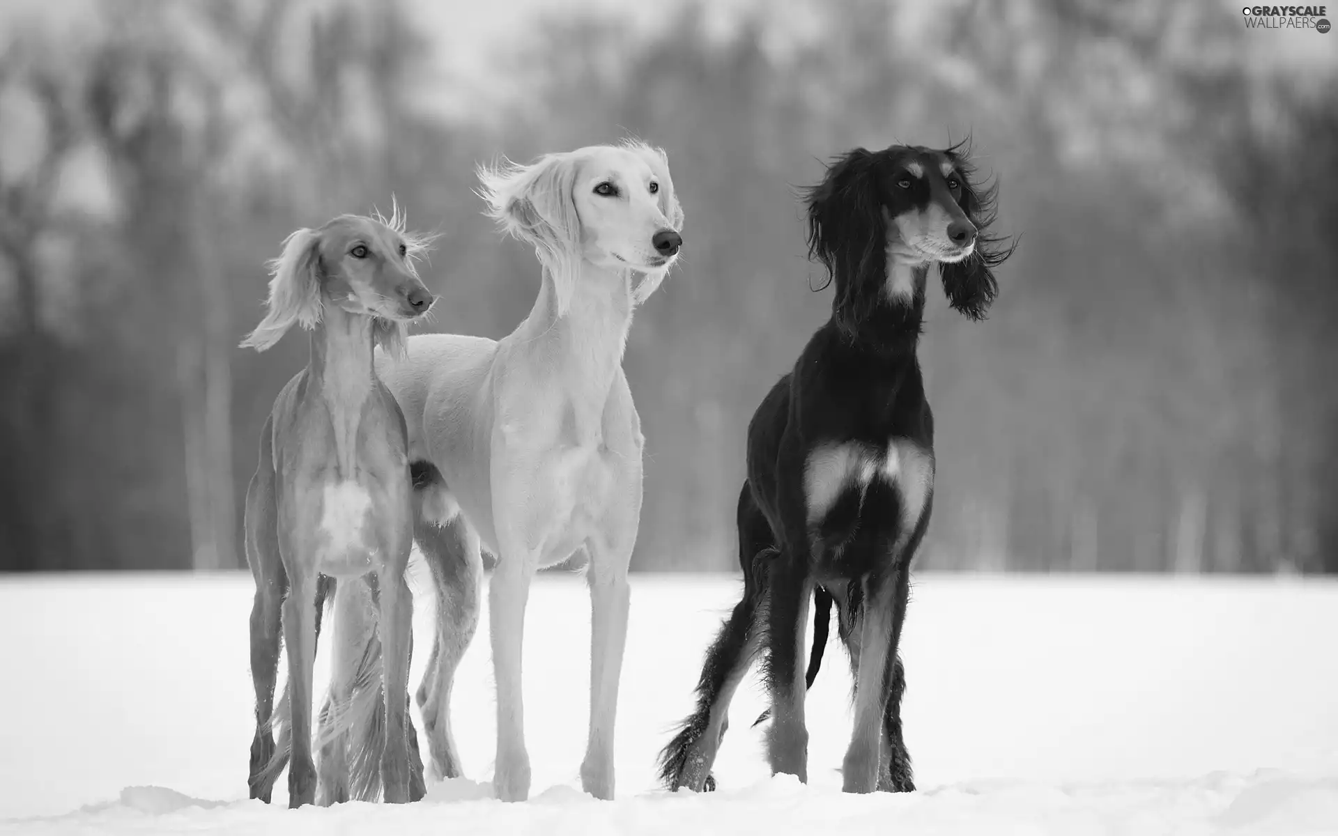 winter, Greyhound, Persian