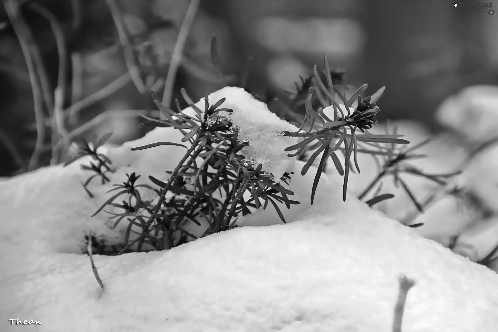 plant, snow, winter, an