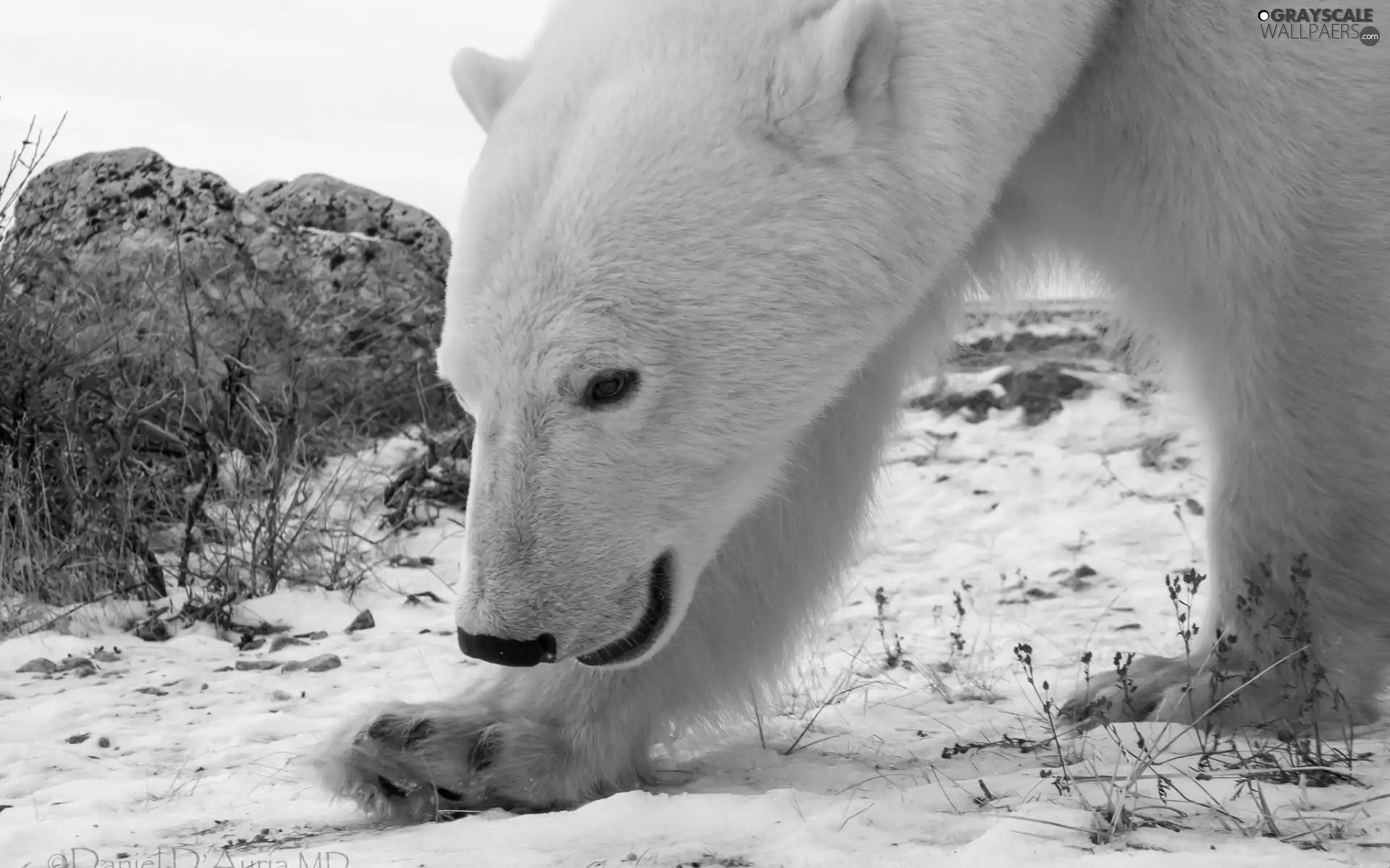 winter, Bear, polar