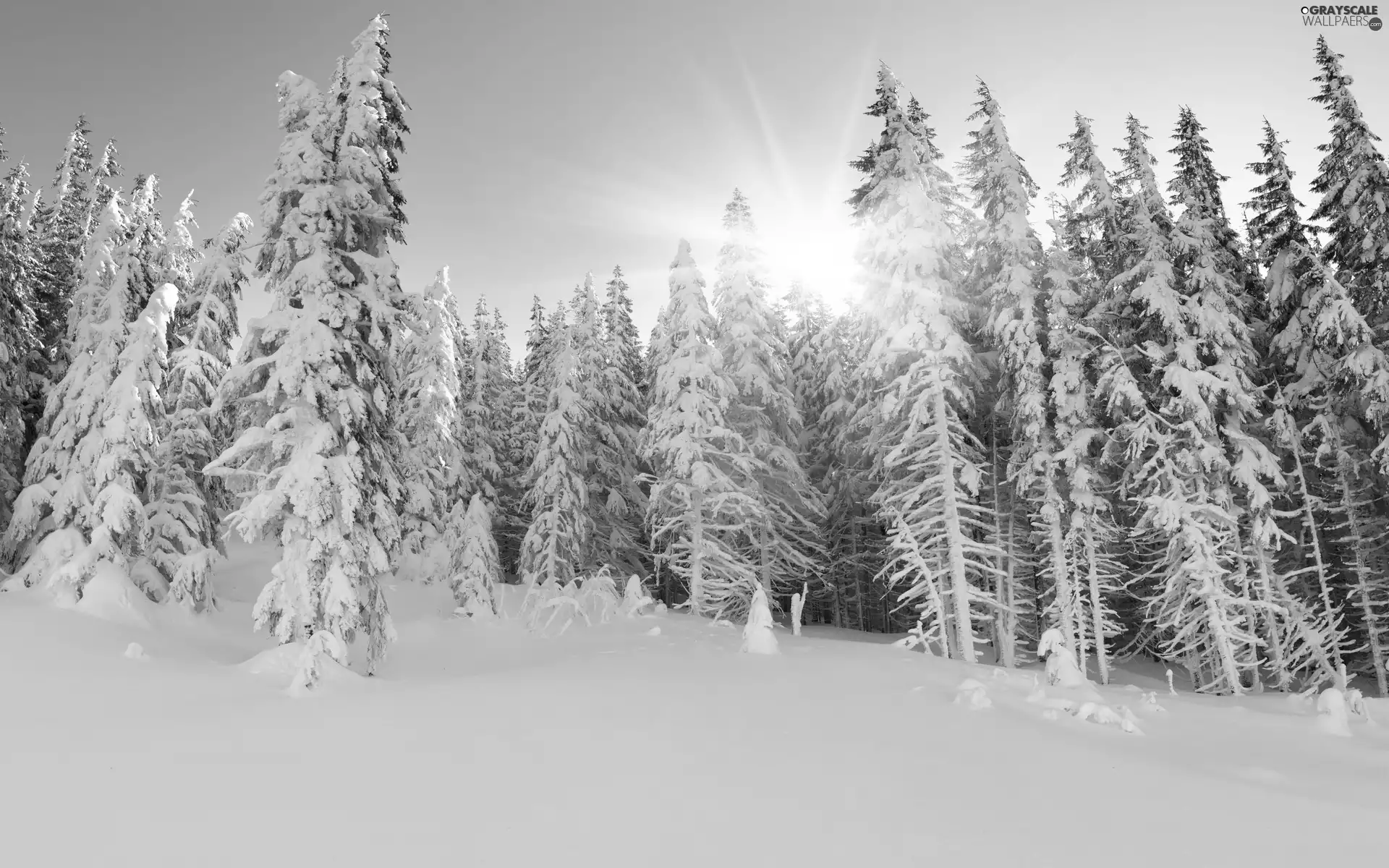 rays, forest, winter, sun