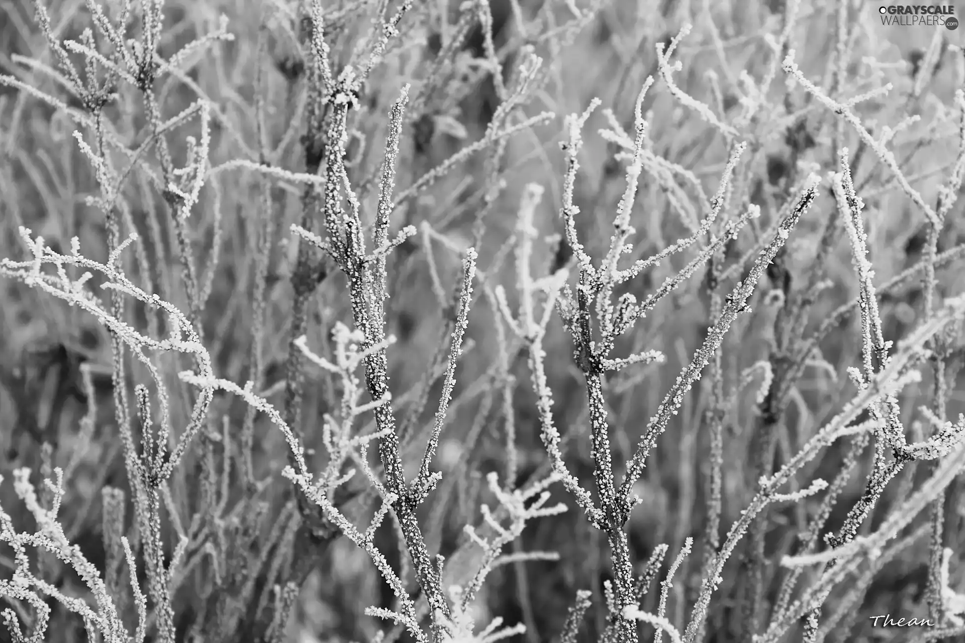 winter, Twigs, rime