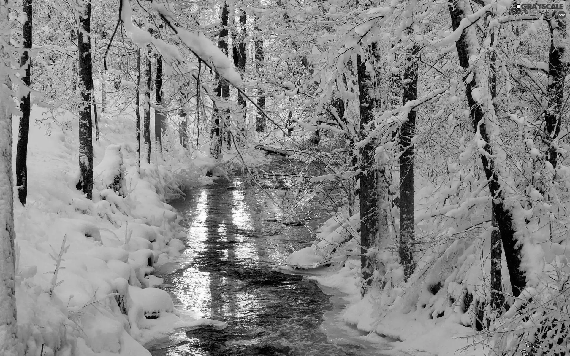 winter, forest, River